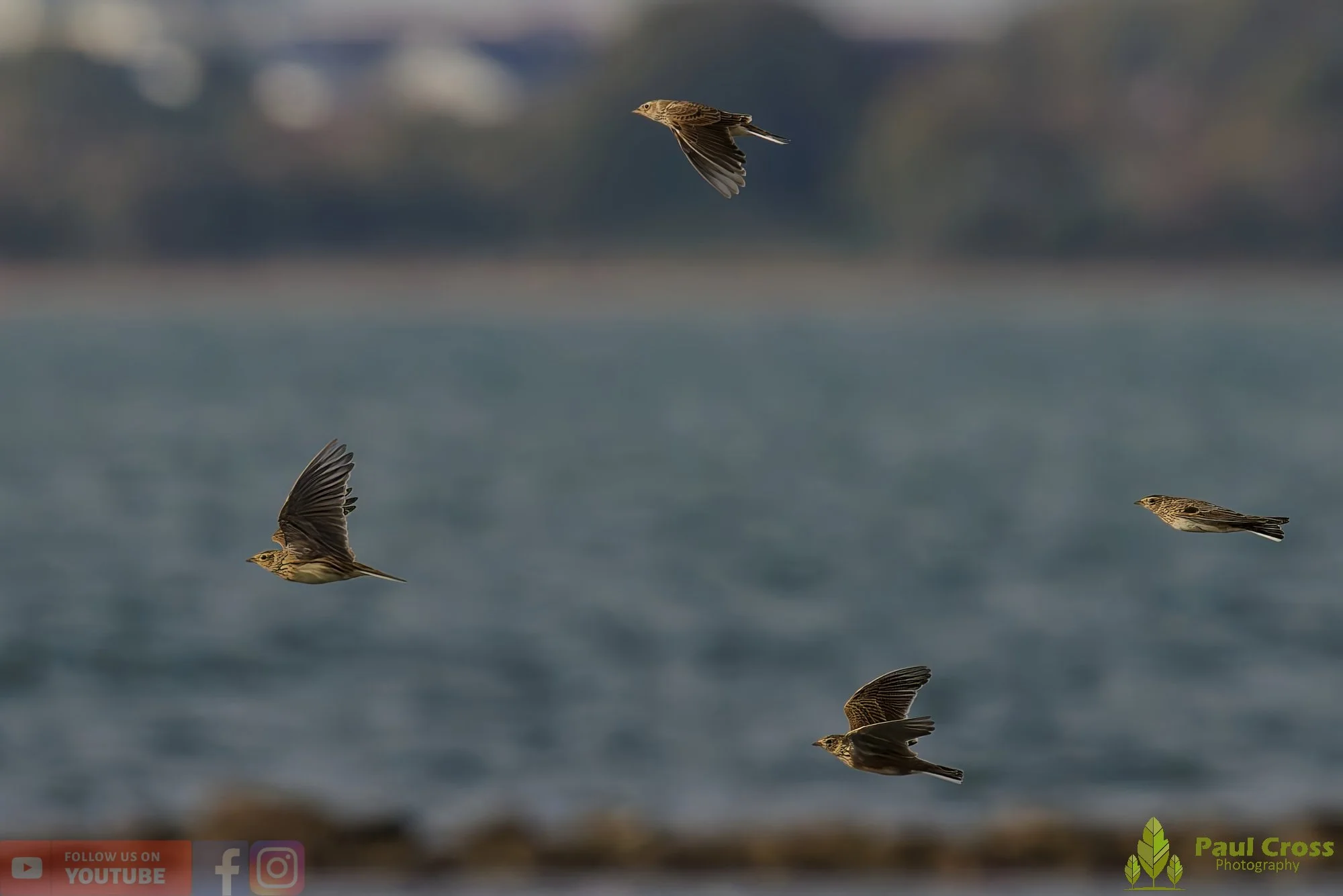 Meadow Pipit-00086.jpg