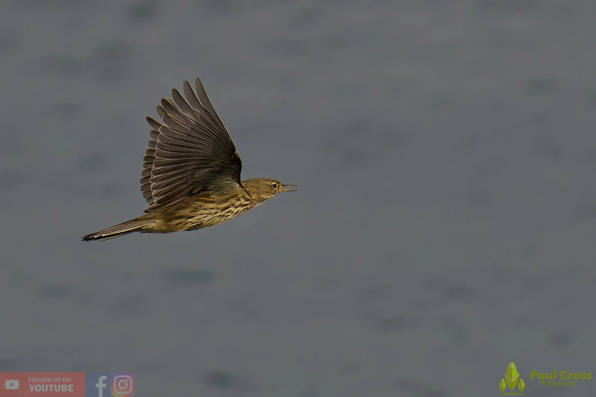Meadow Pipit-00087.jpg