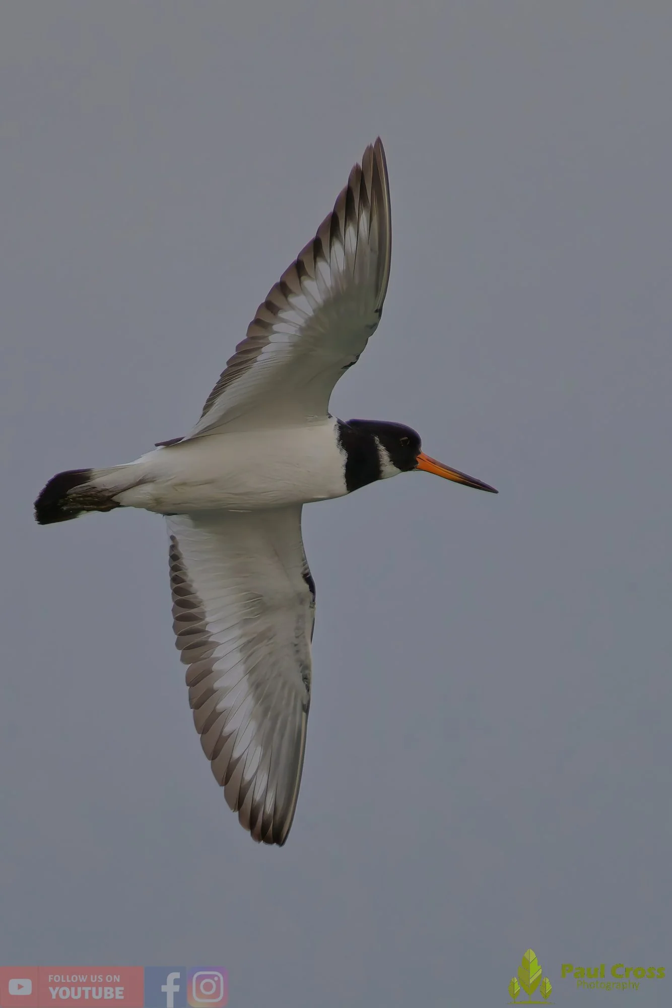 Oystercatcher-00473.jpg
