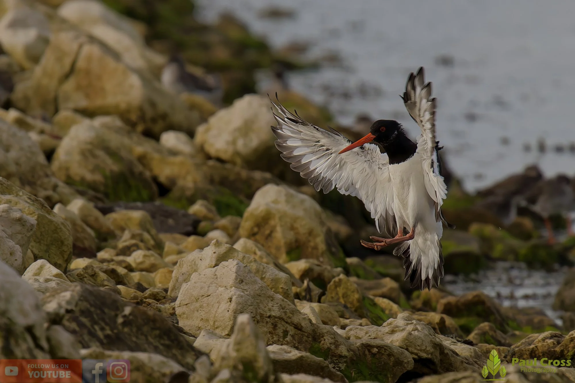 Oystercatcher-00474.jpg