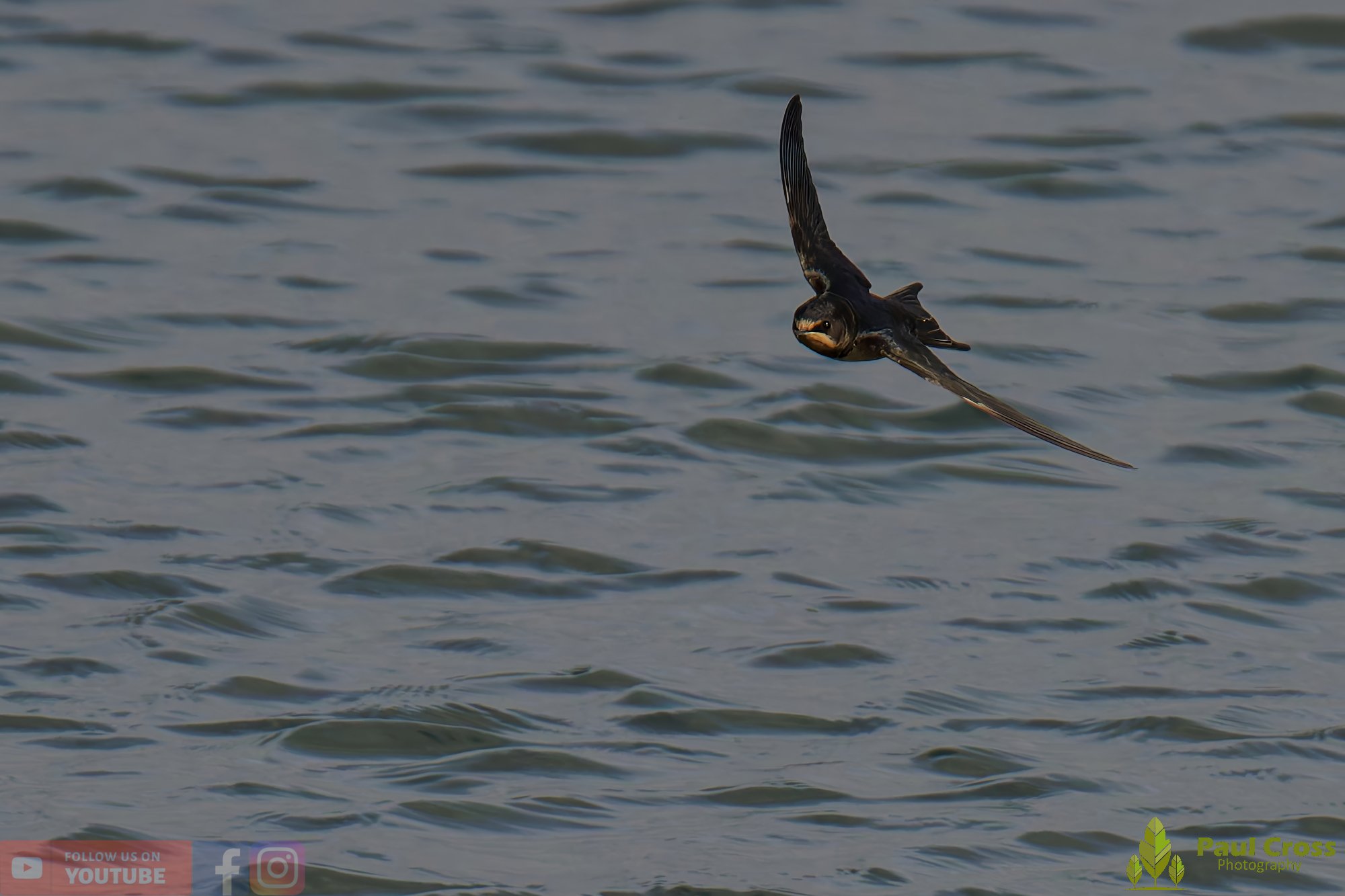 Swallow-00504.jpg