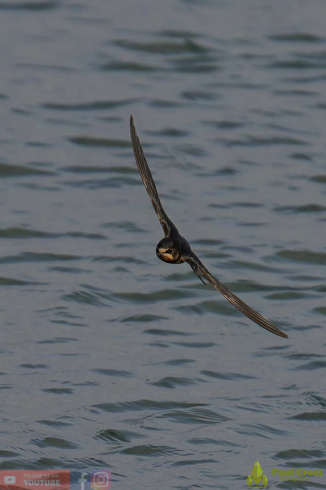 Swallow-00505.jpg