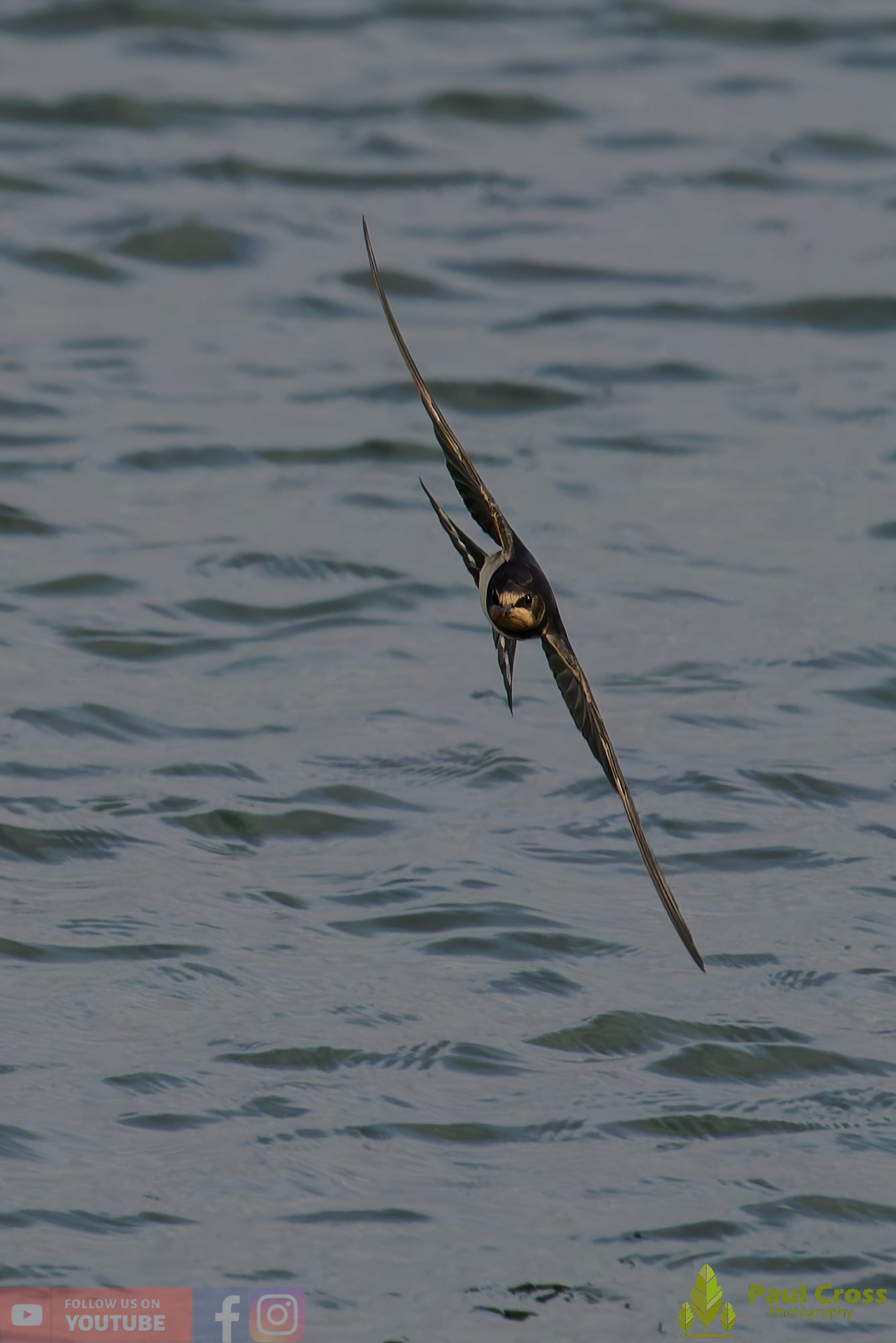 Swallow-00506.jpg