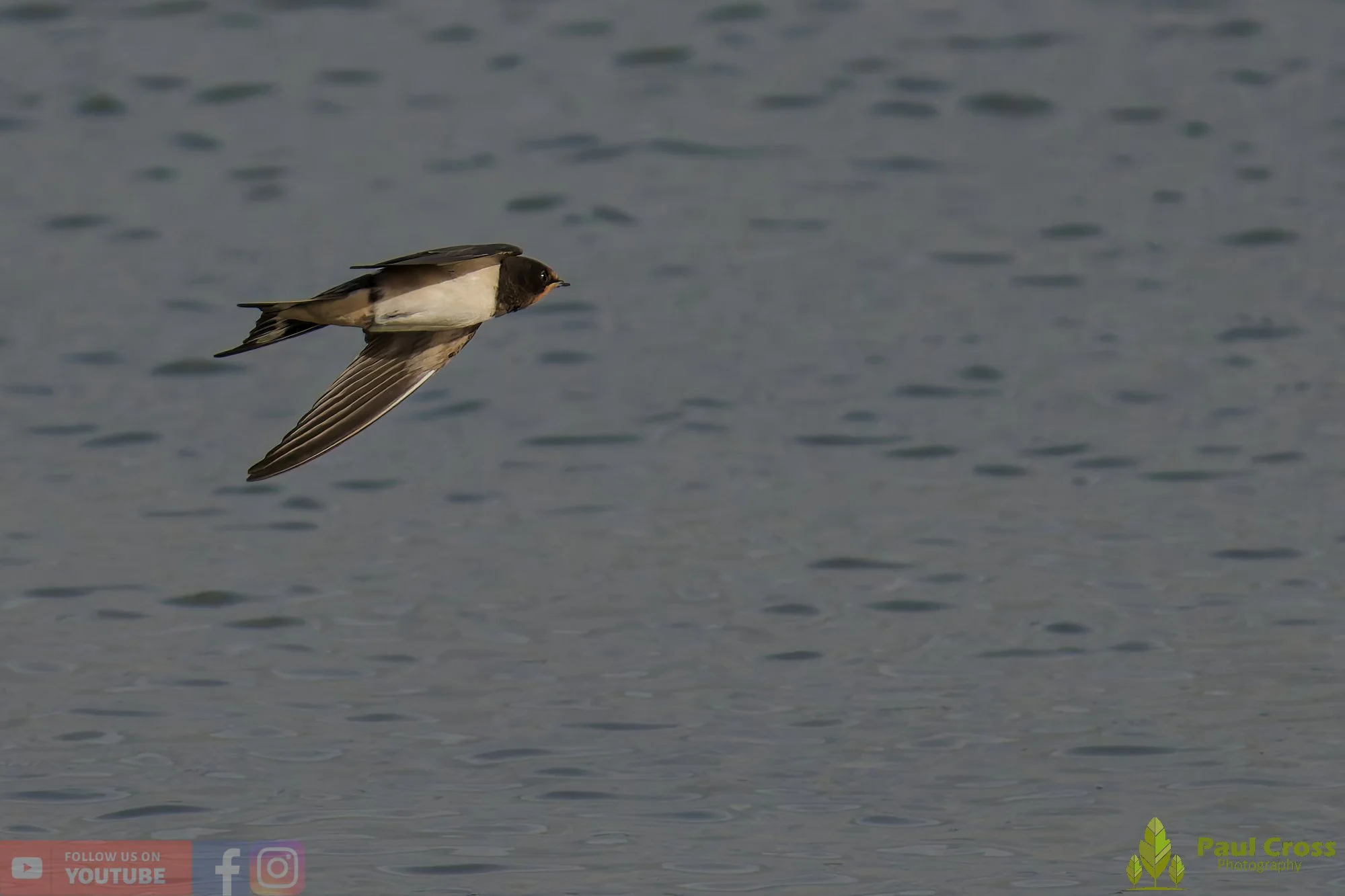 Swallow-00507.jpg