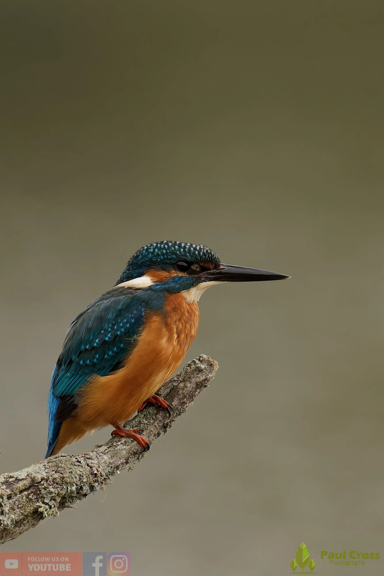 Kingfisher-00651.jpg