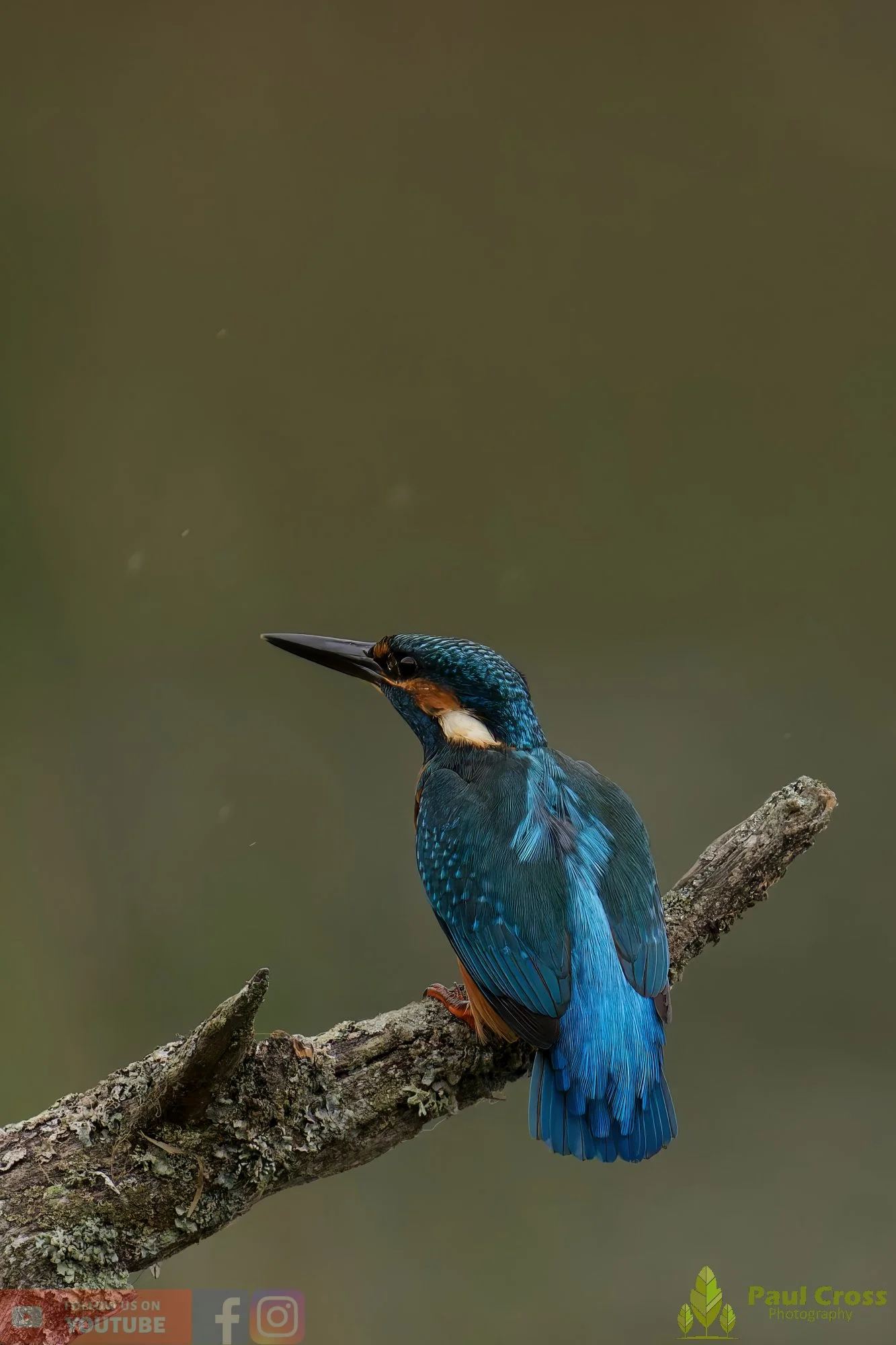 Kingfisher-00652.jpg