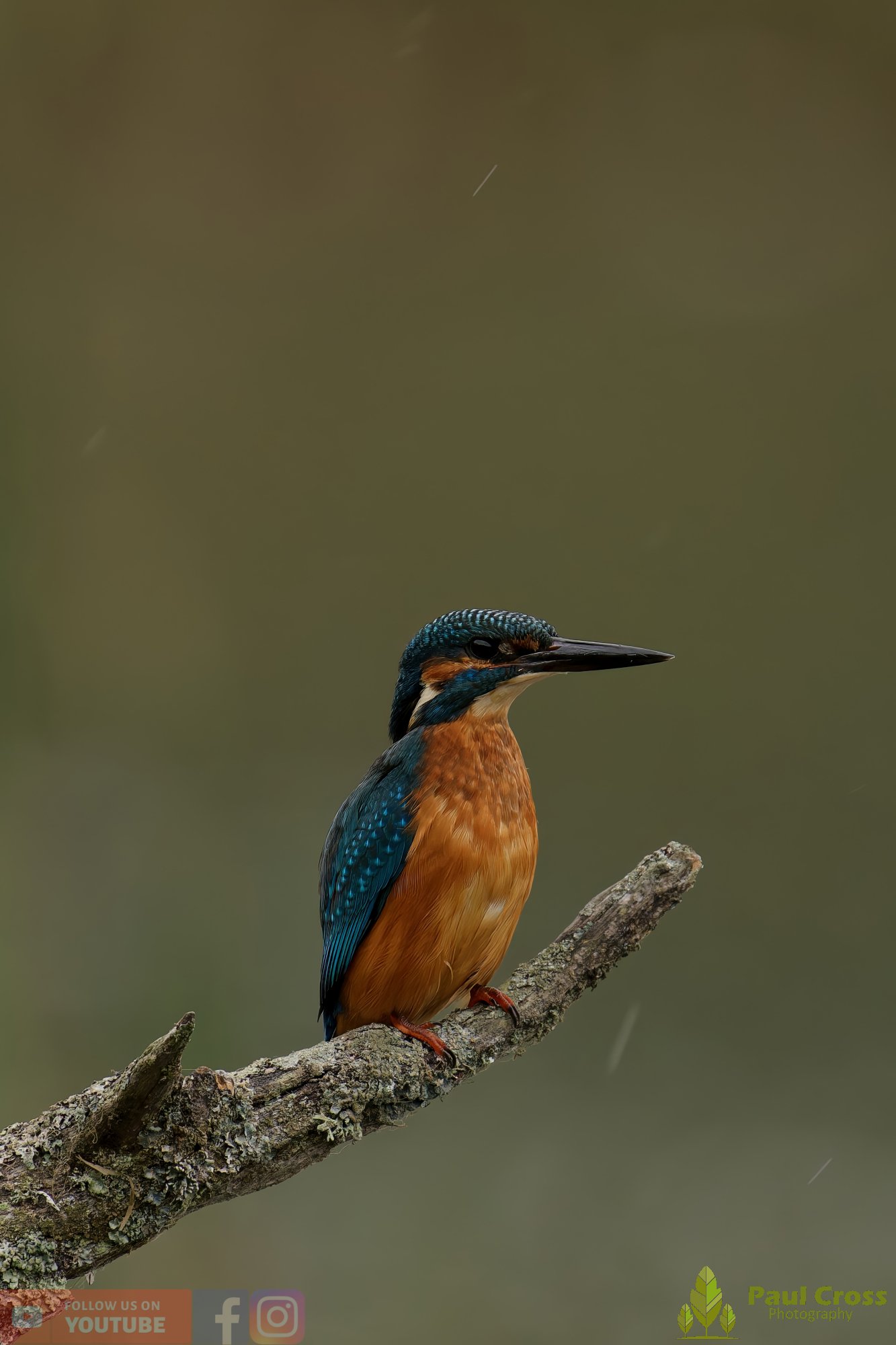 Kingfisher-00653.jpg