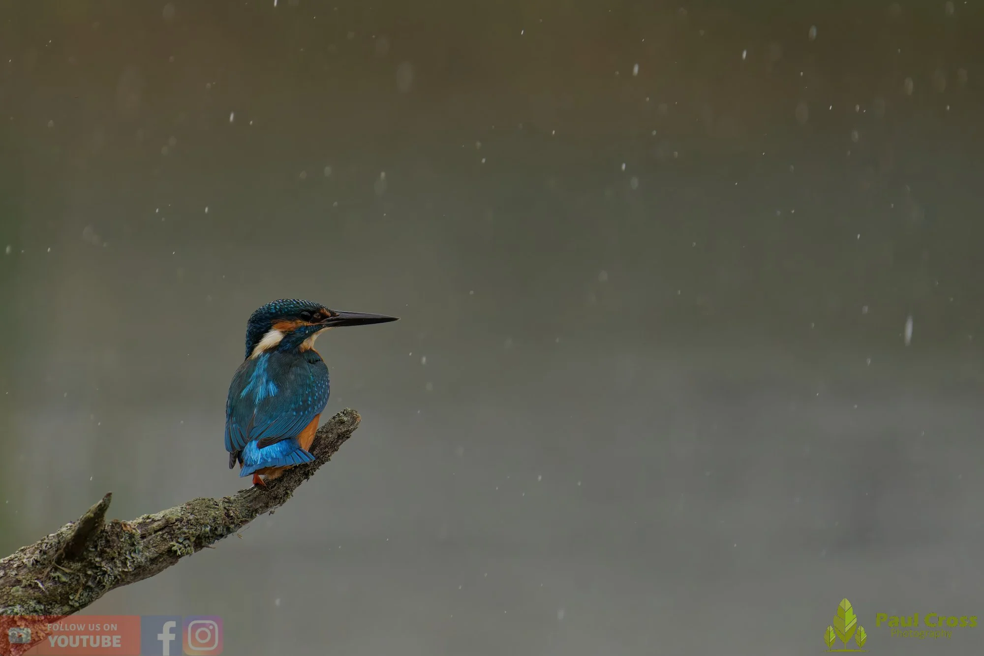 Kingfisher-00654.jpg