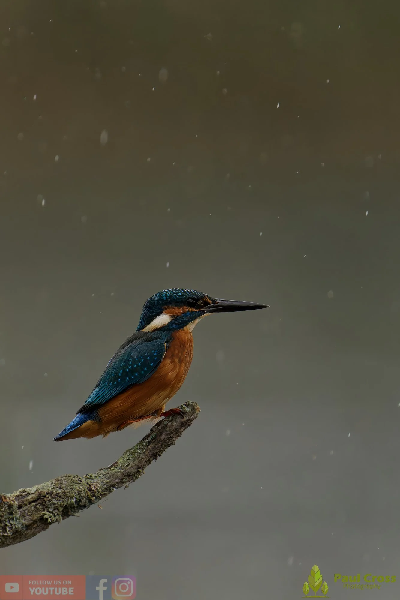 Kingfisher-00655.jpg