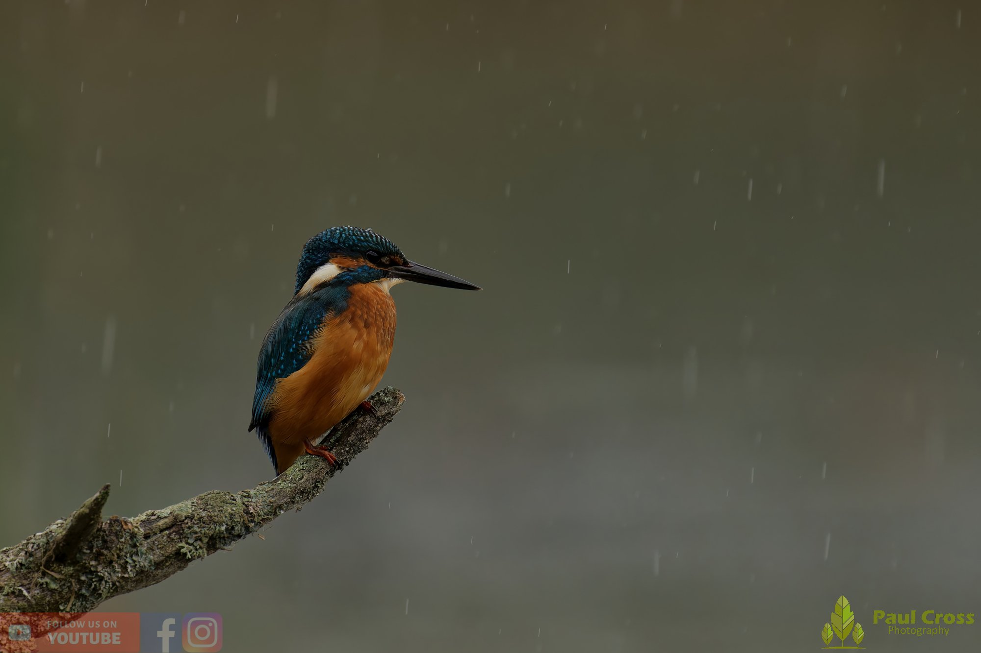 Kingfisher-00656.jpg
