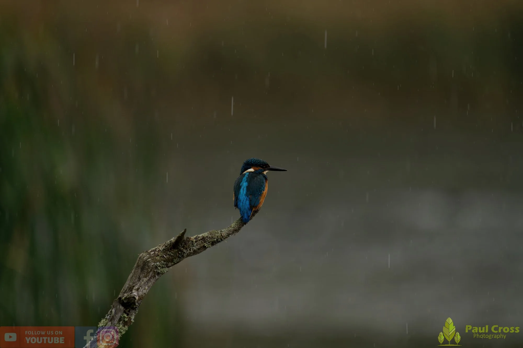 Kingfisher-00657.jpg
