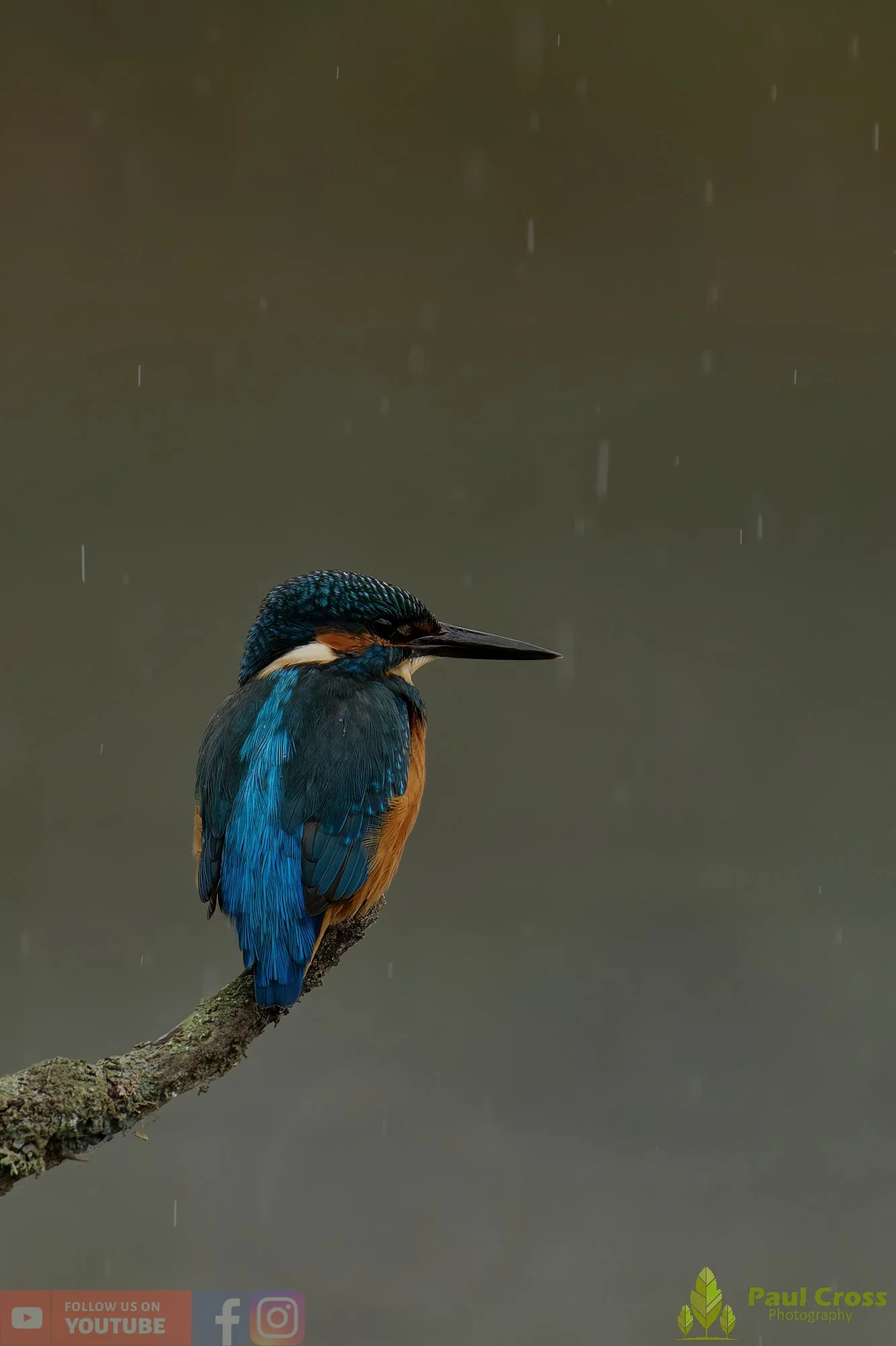 Kingfisher-00658.jpg