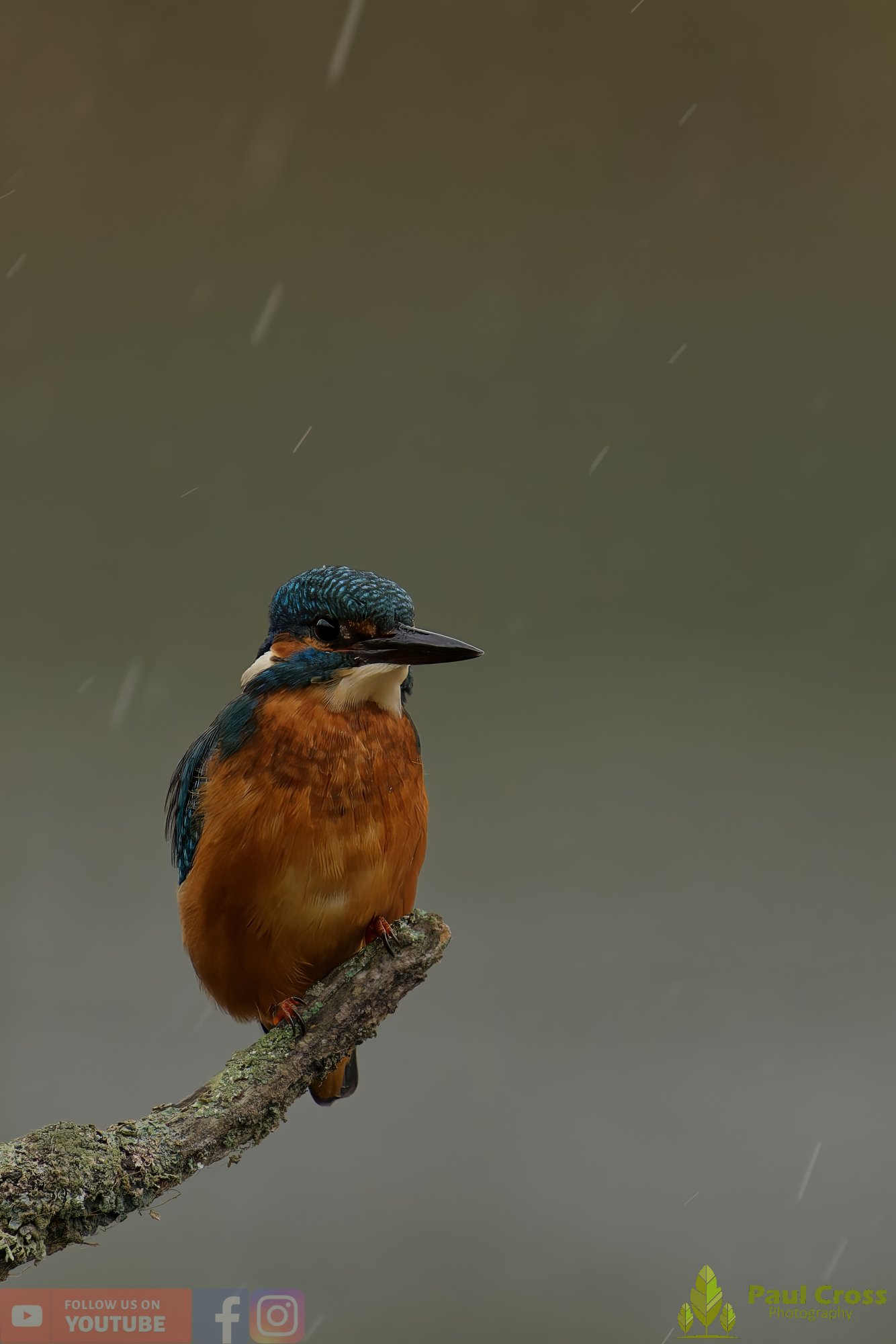 Kingfisher-00660.jpg