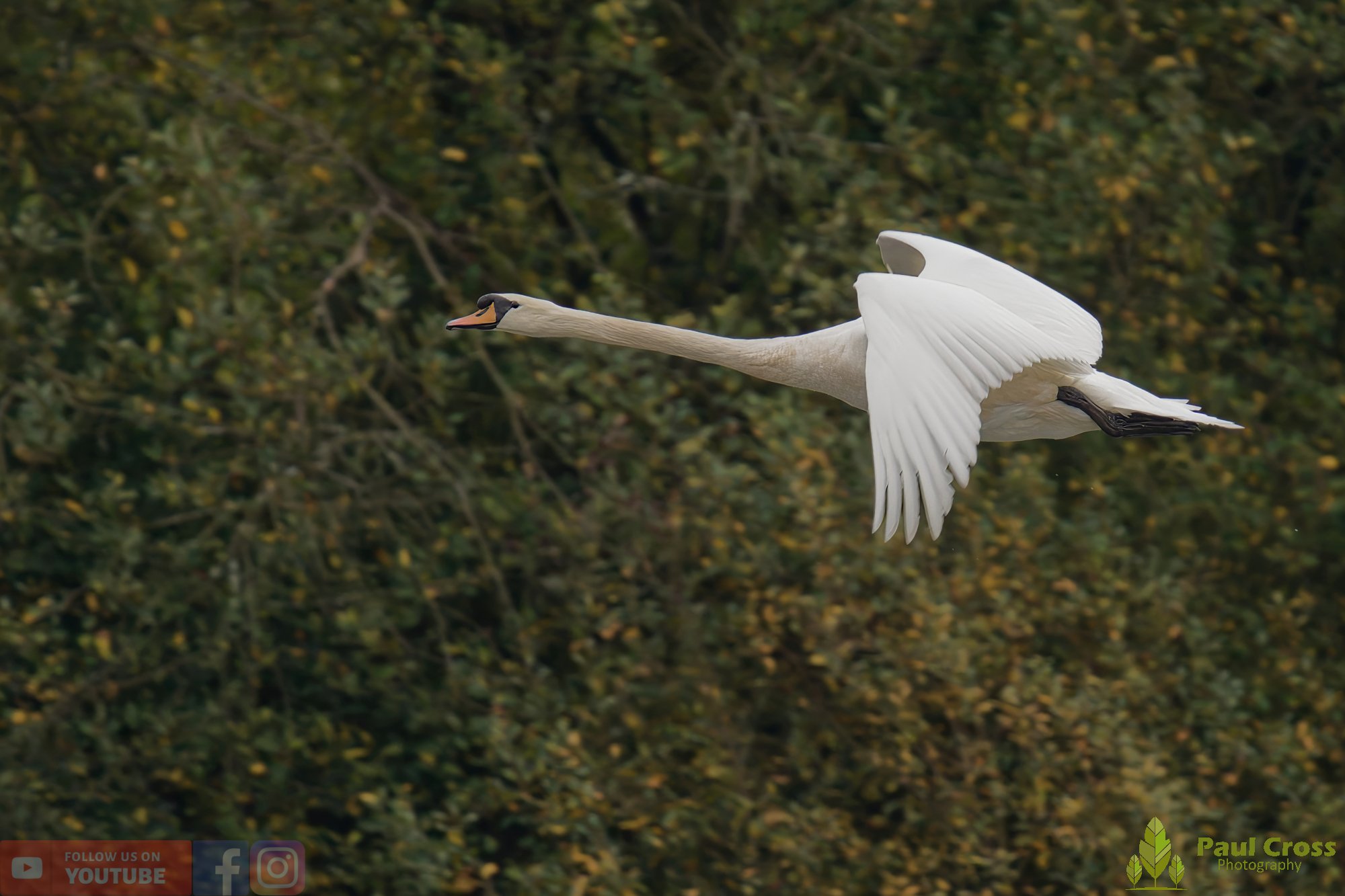 Mute Swan-00255.jpg