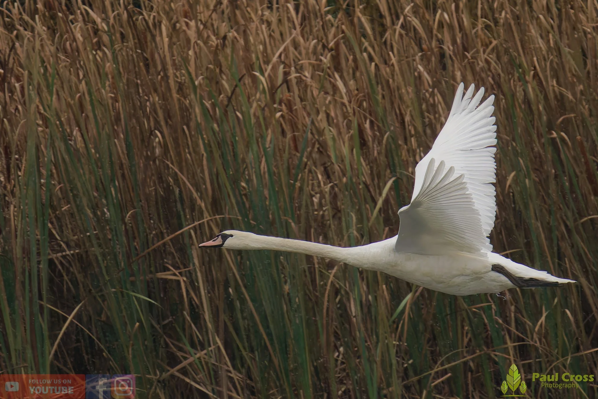 Mute Swan-00256.jpg