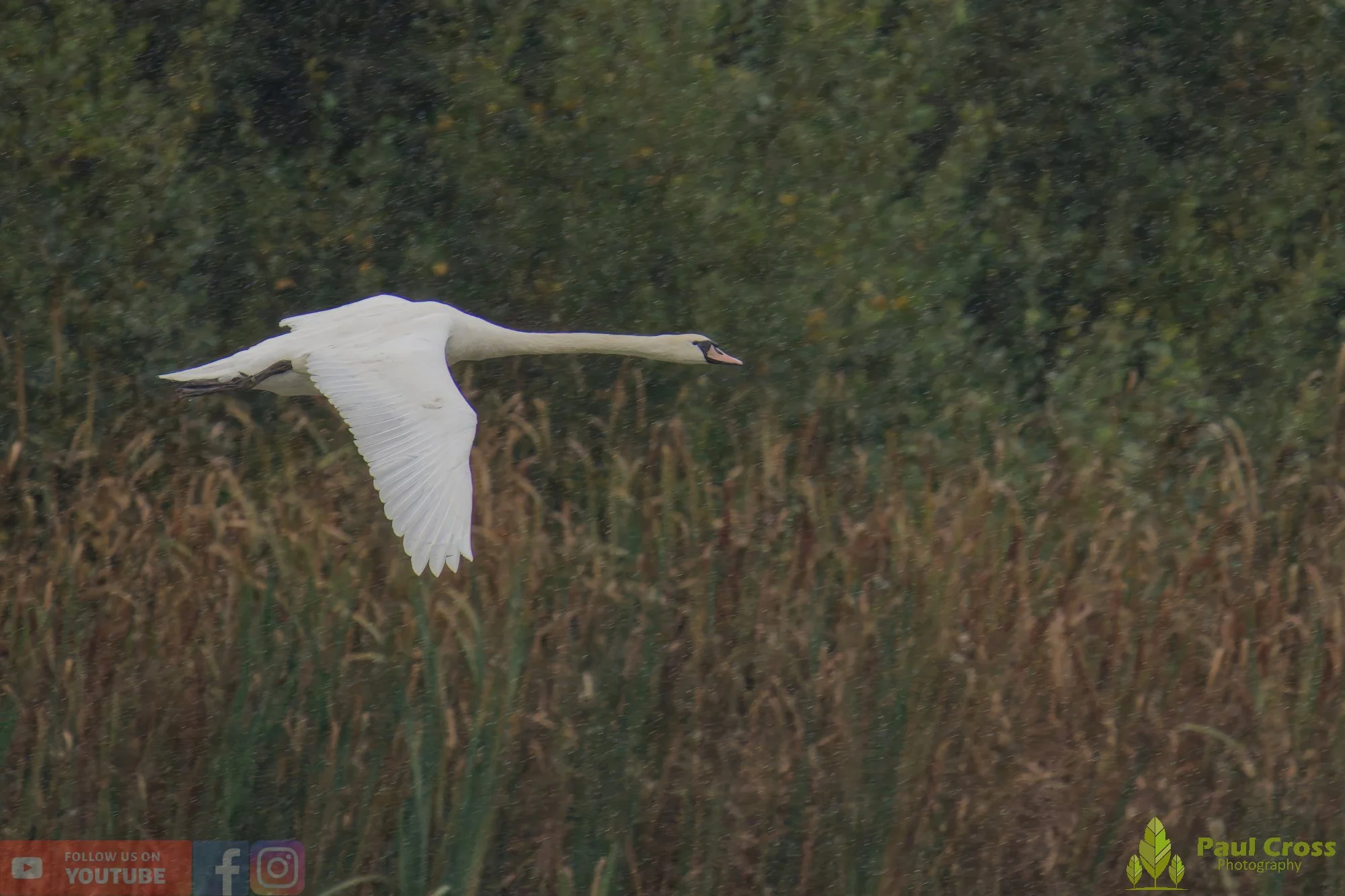 Mute Swan-00258.jpg