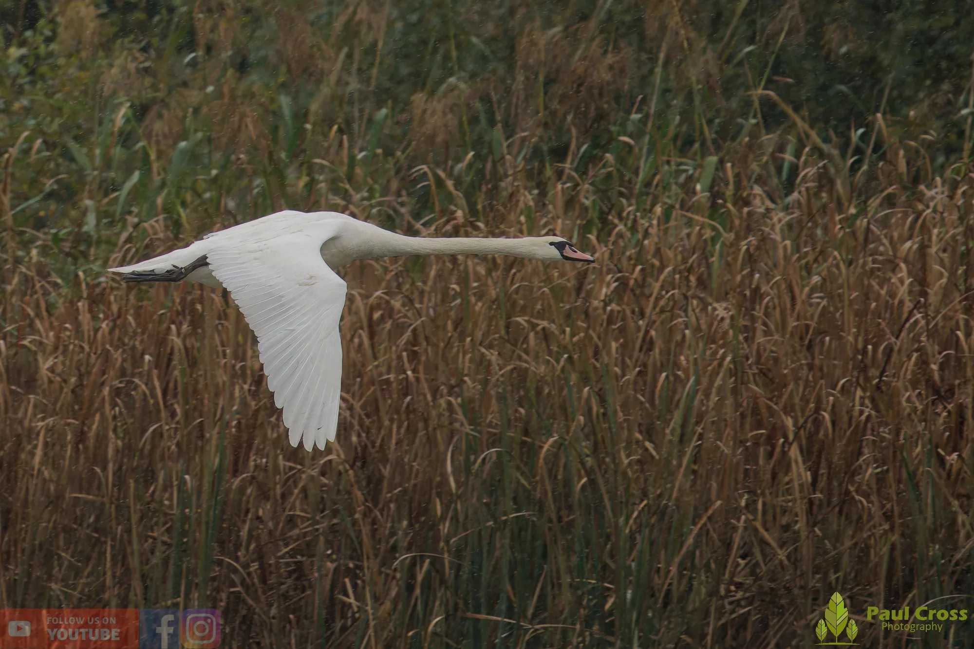 Mute Swan-00259.jpg