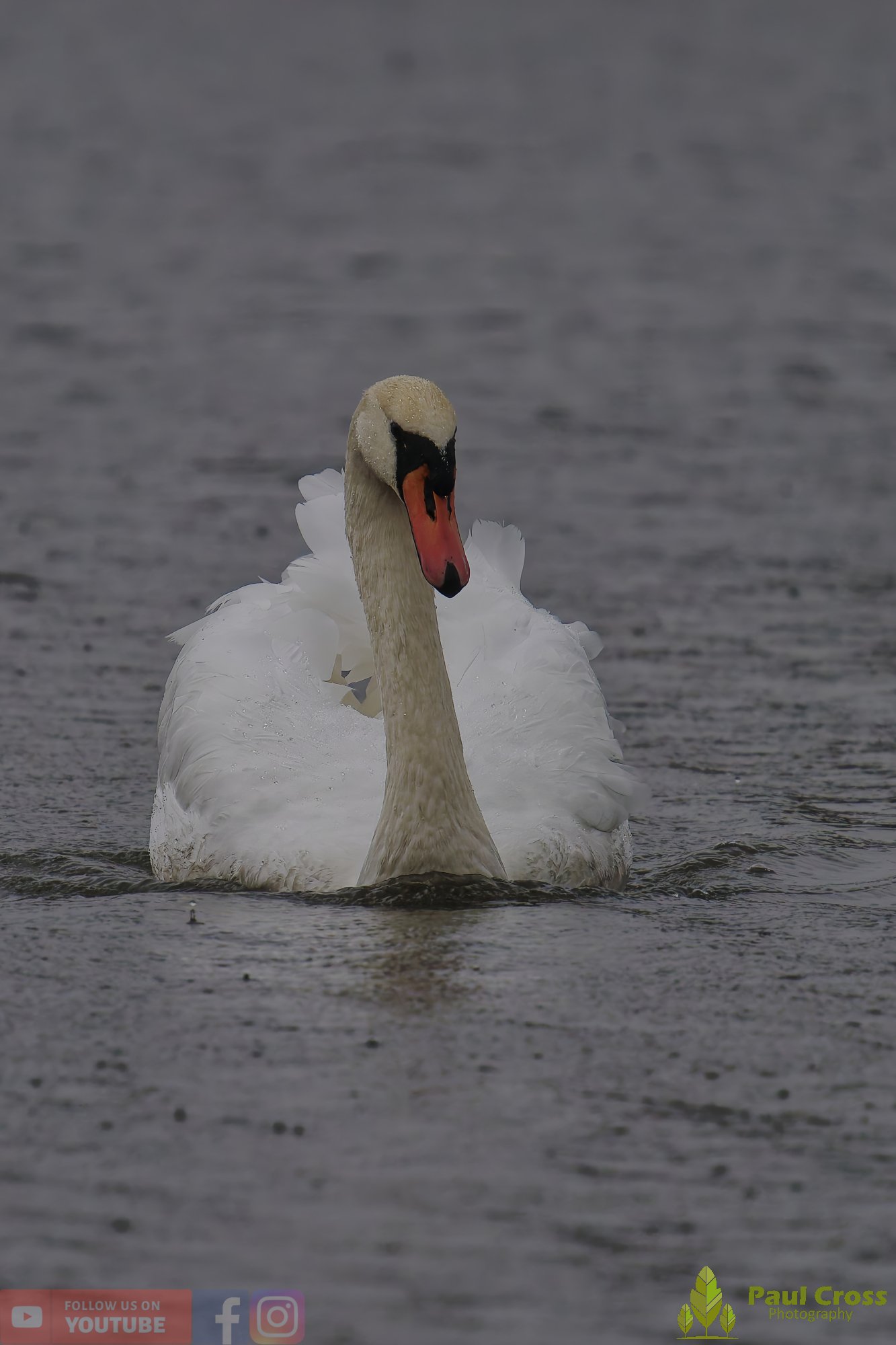 Mute Swan-00260.jpg