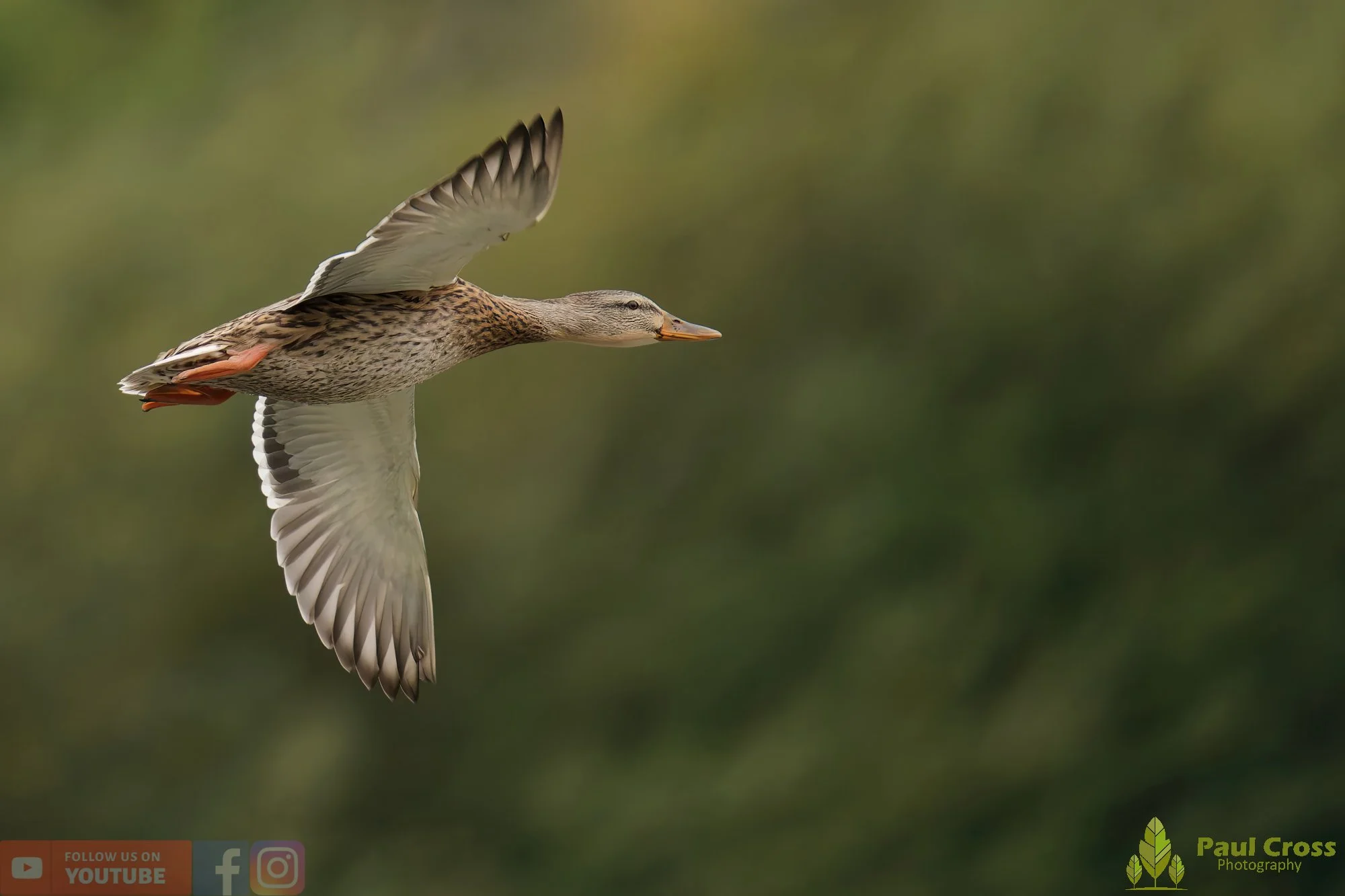 Mallard Duck-01118.jpg