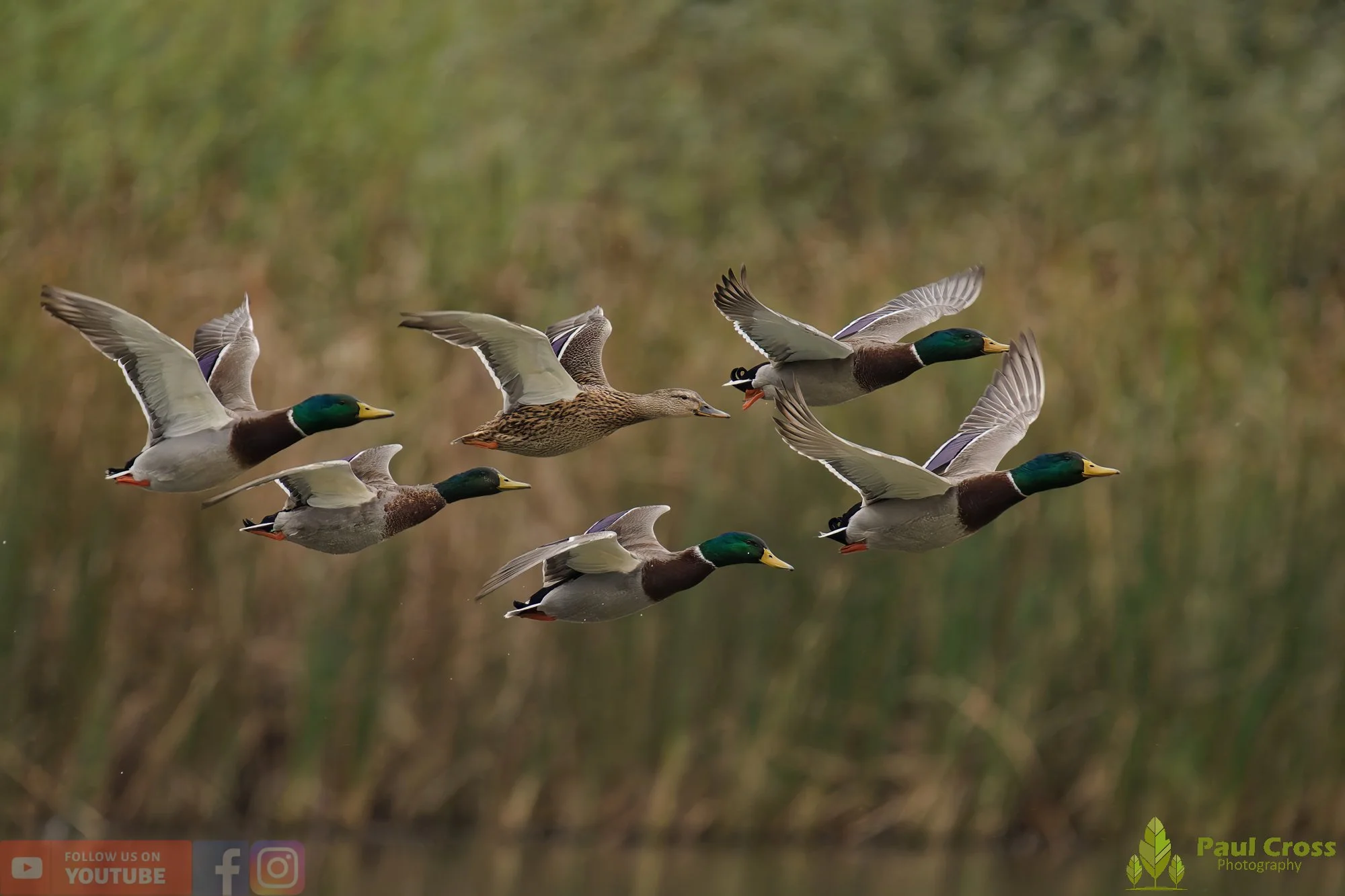 Mallard Duck-01120.jpg