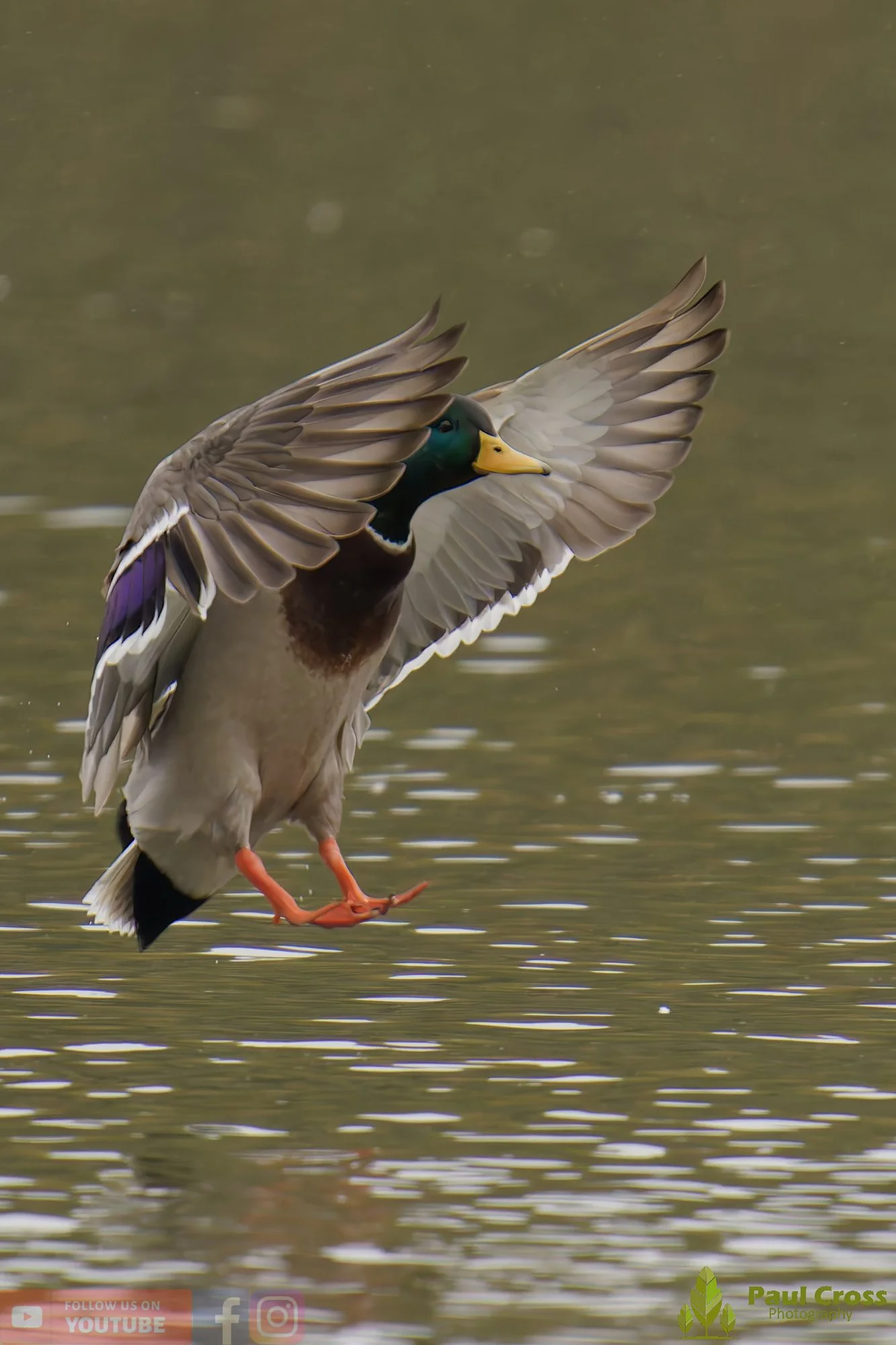 Mallard Duck-01122.jpg