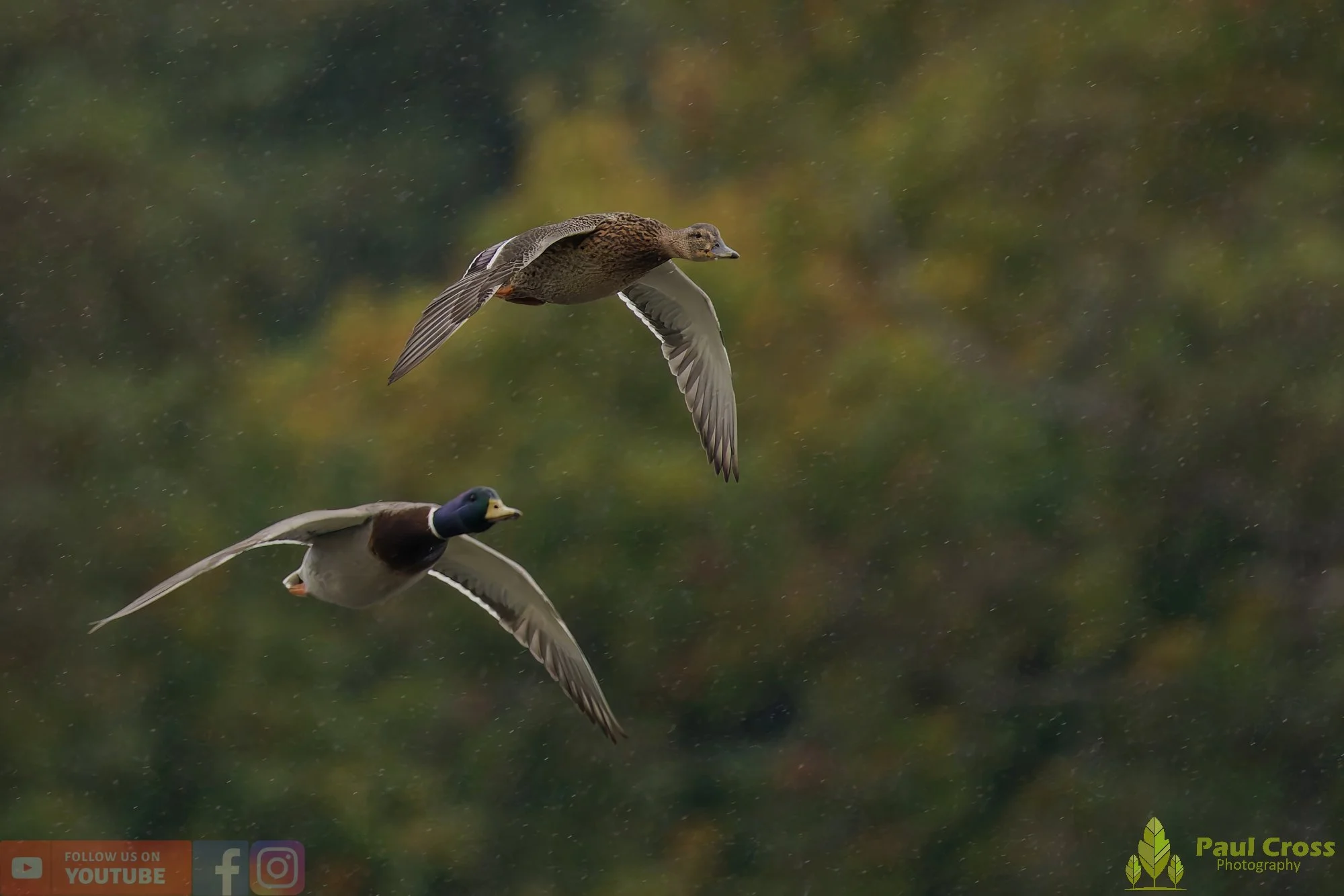 Mallard Duck-01123.jpg