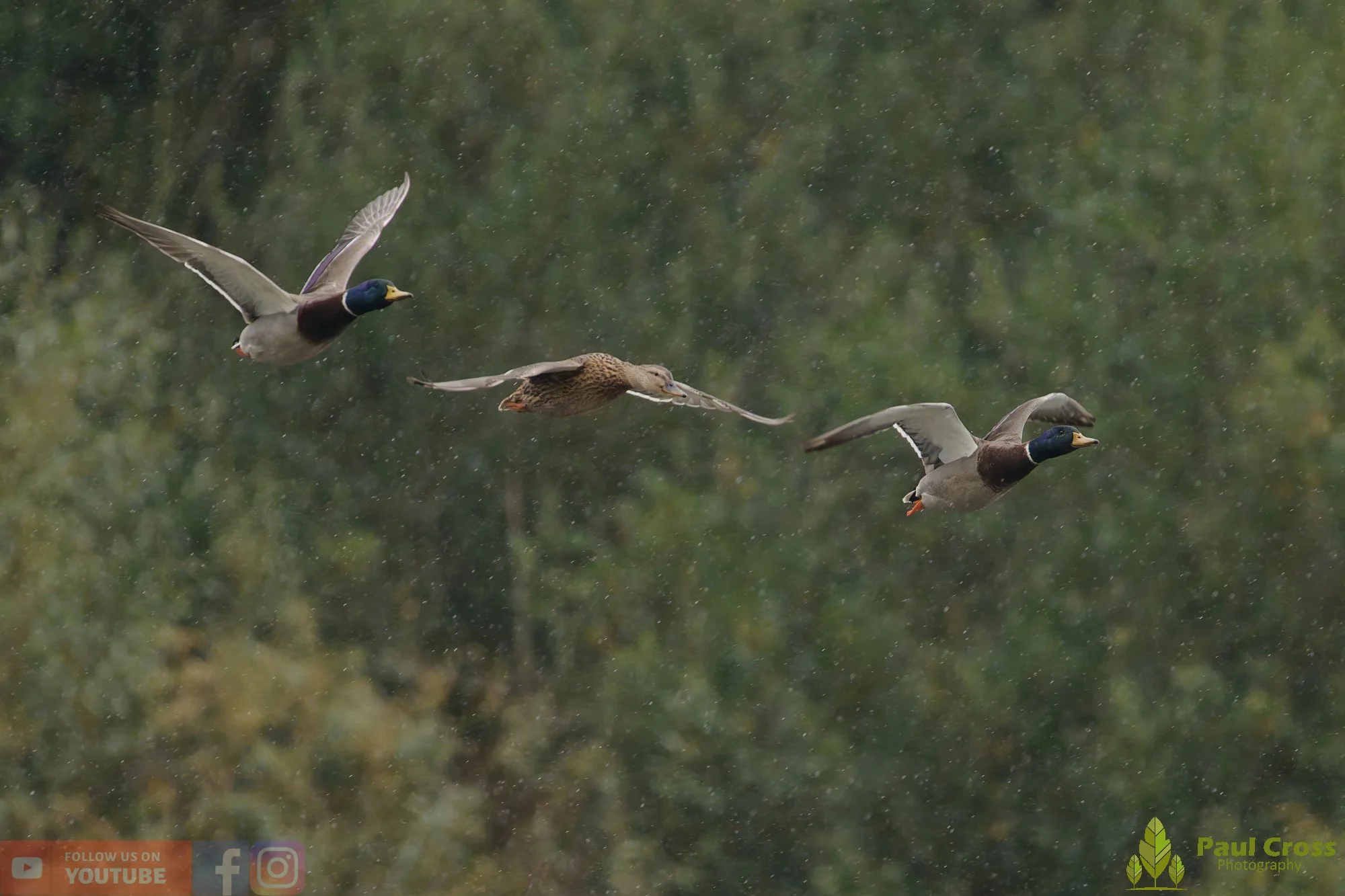 Mallard Duck-01124.jpg