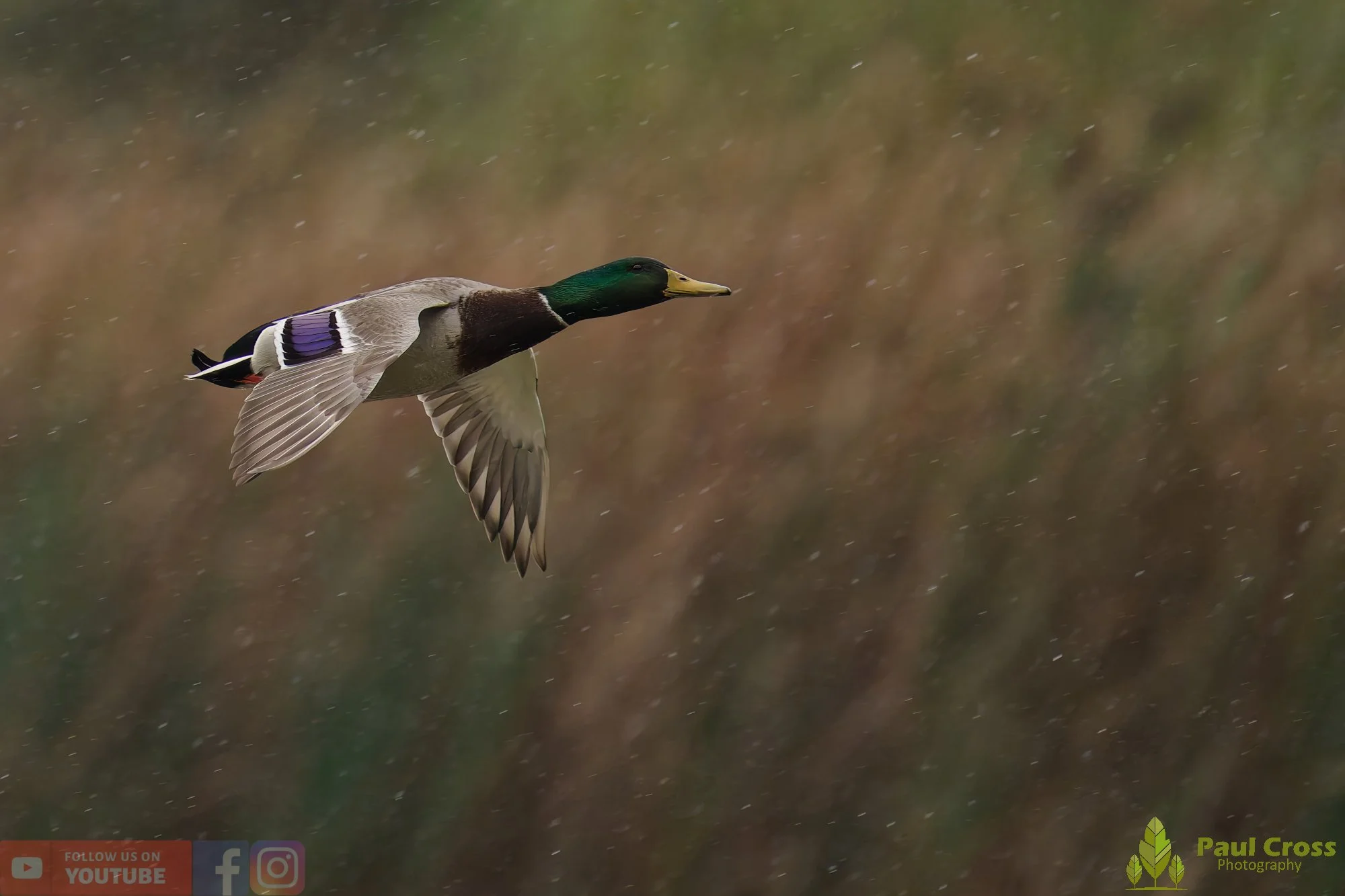 Mallard Duck-01125.jpg