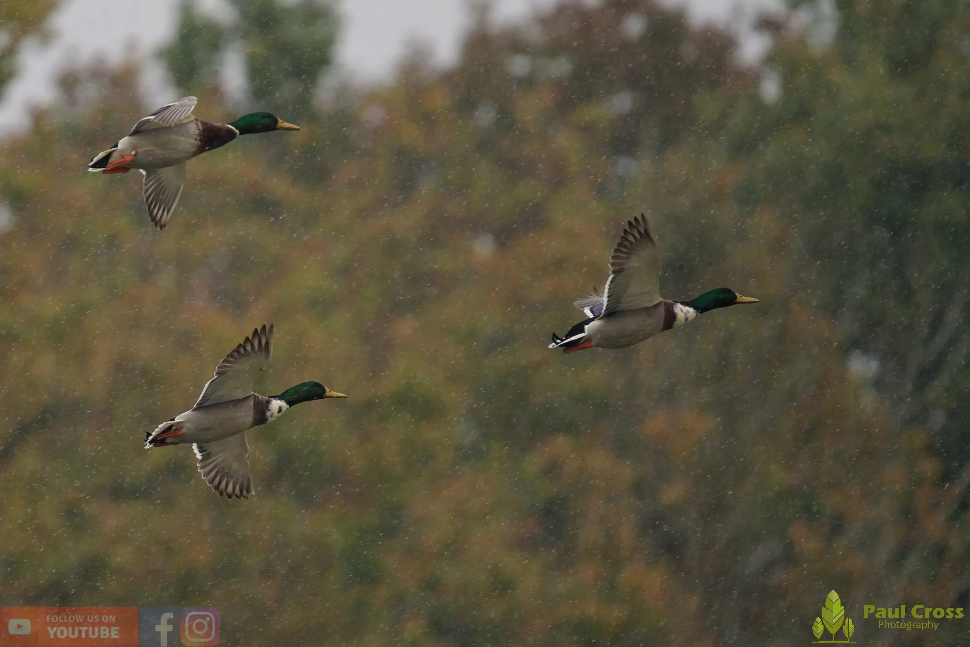 Mallard Duck-01128.jpg