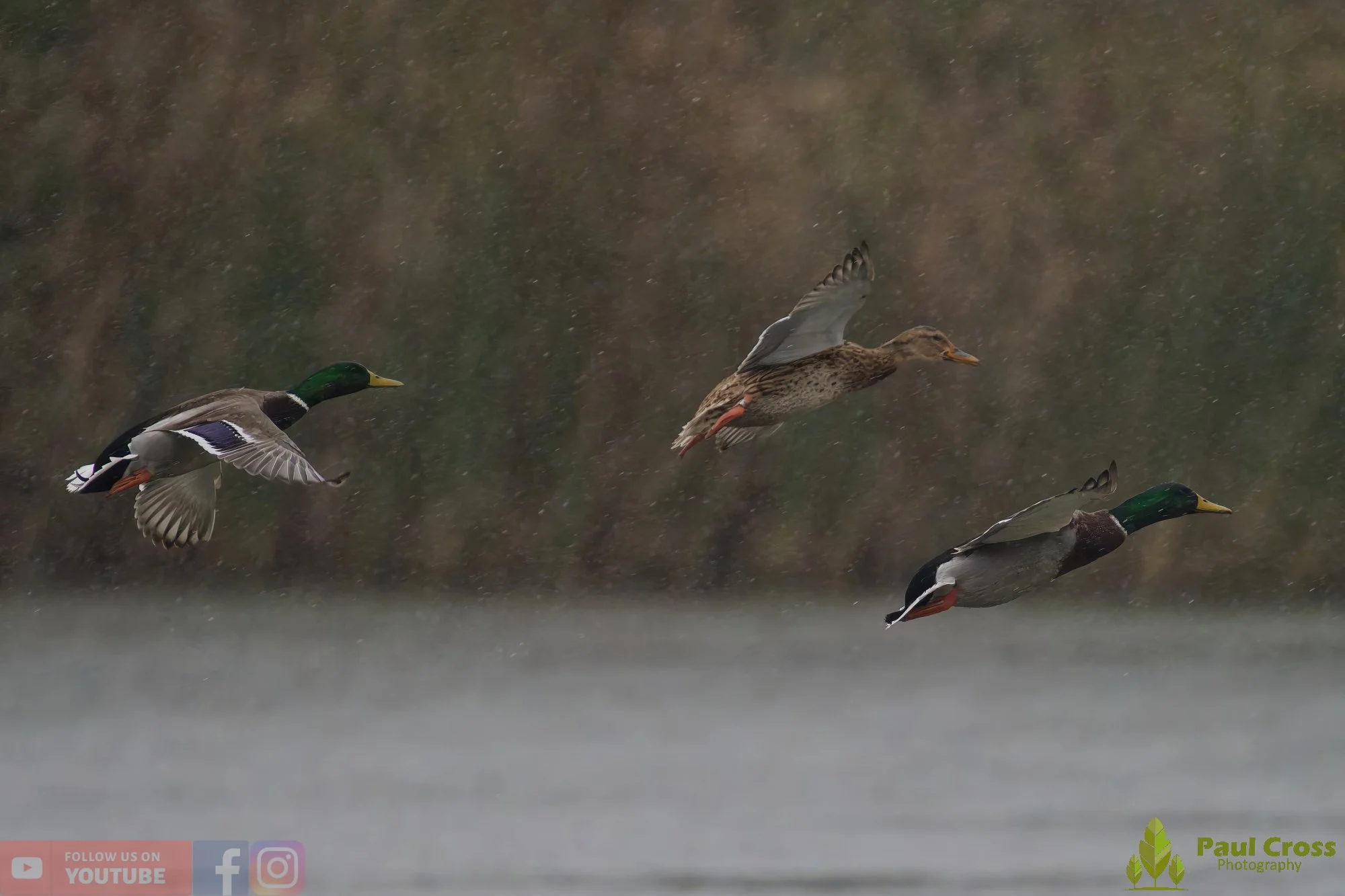 Mallard Duck-01129.jpg