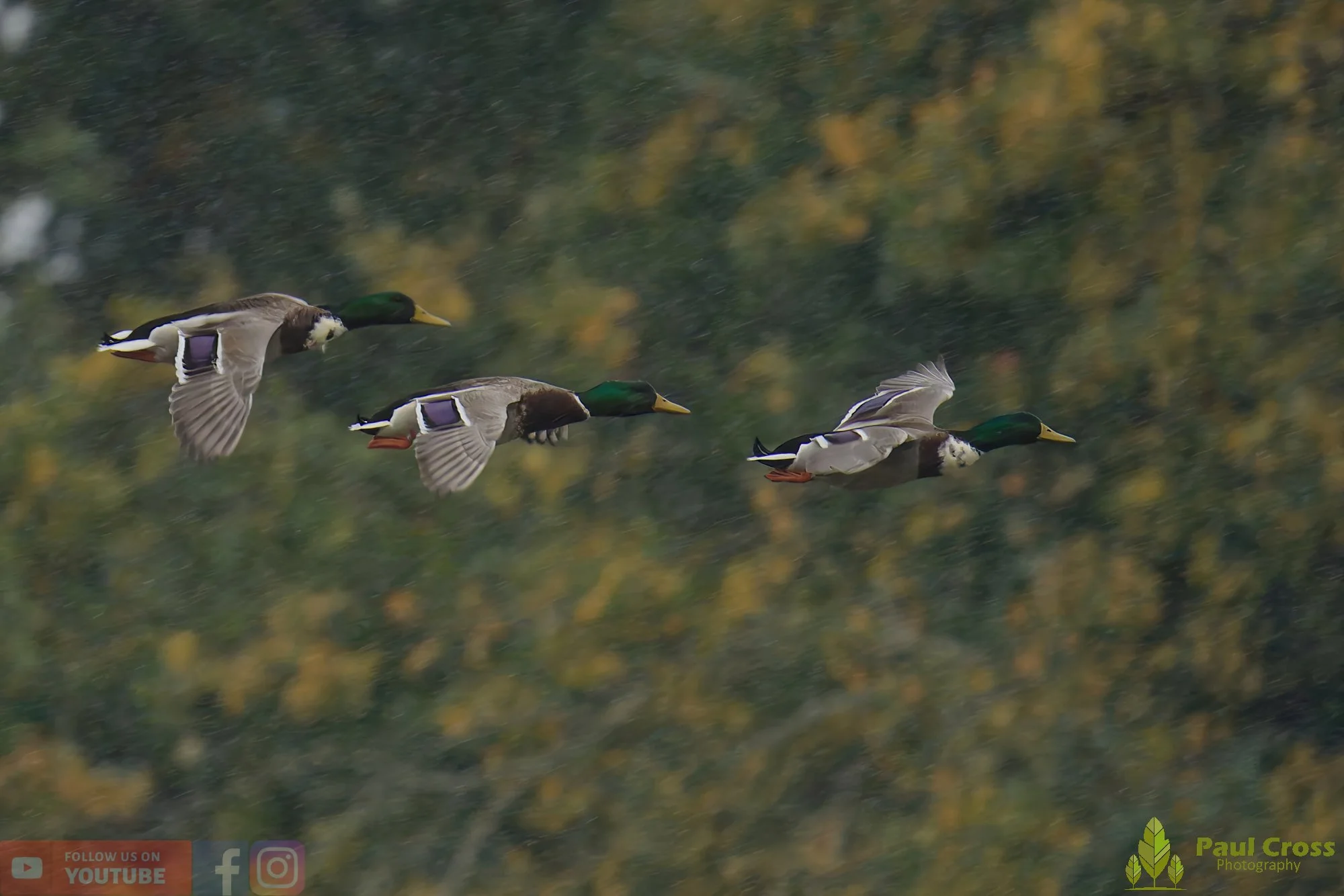 Mallard Duck-01131.jpg