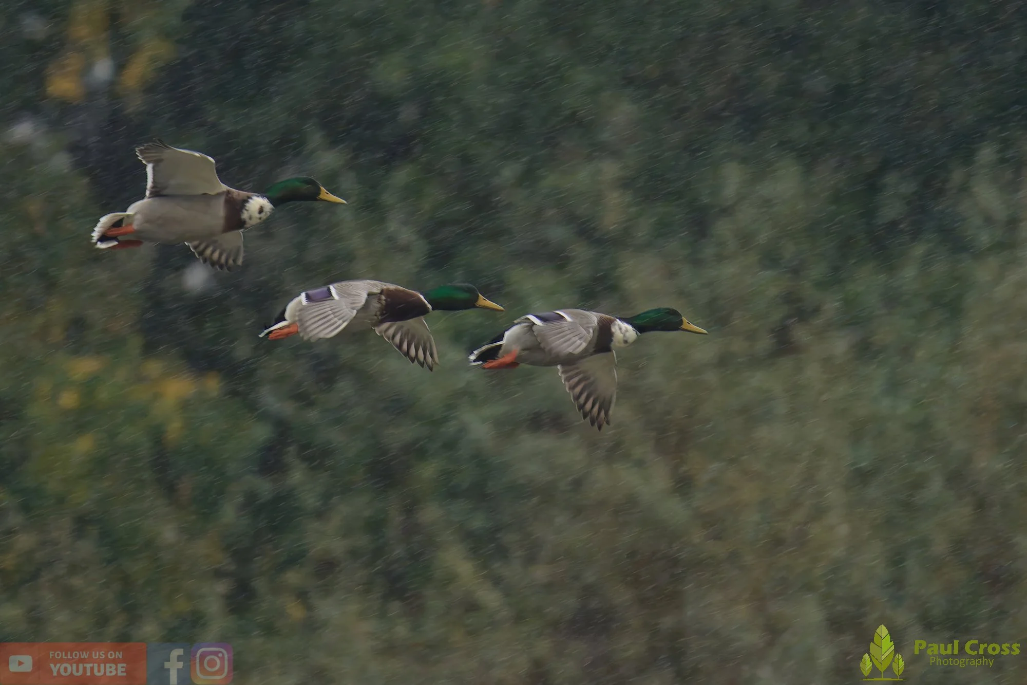 Mallard Duck-01132.jpg