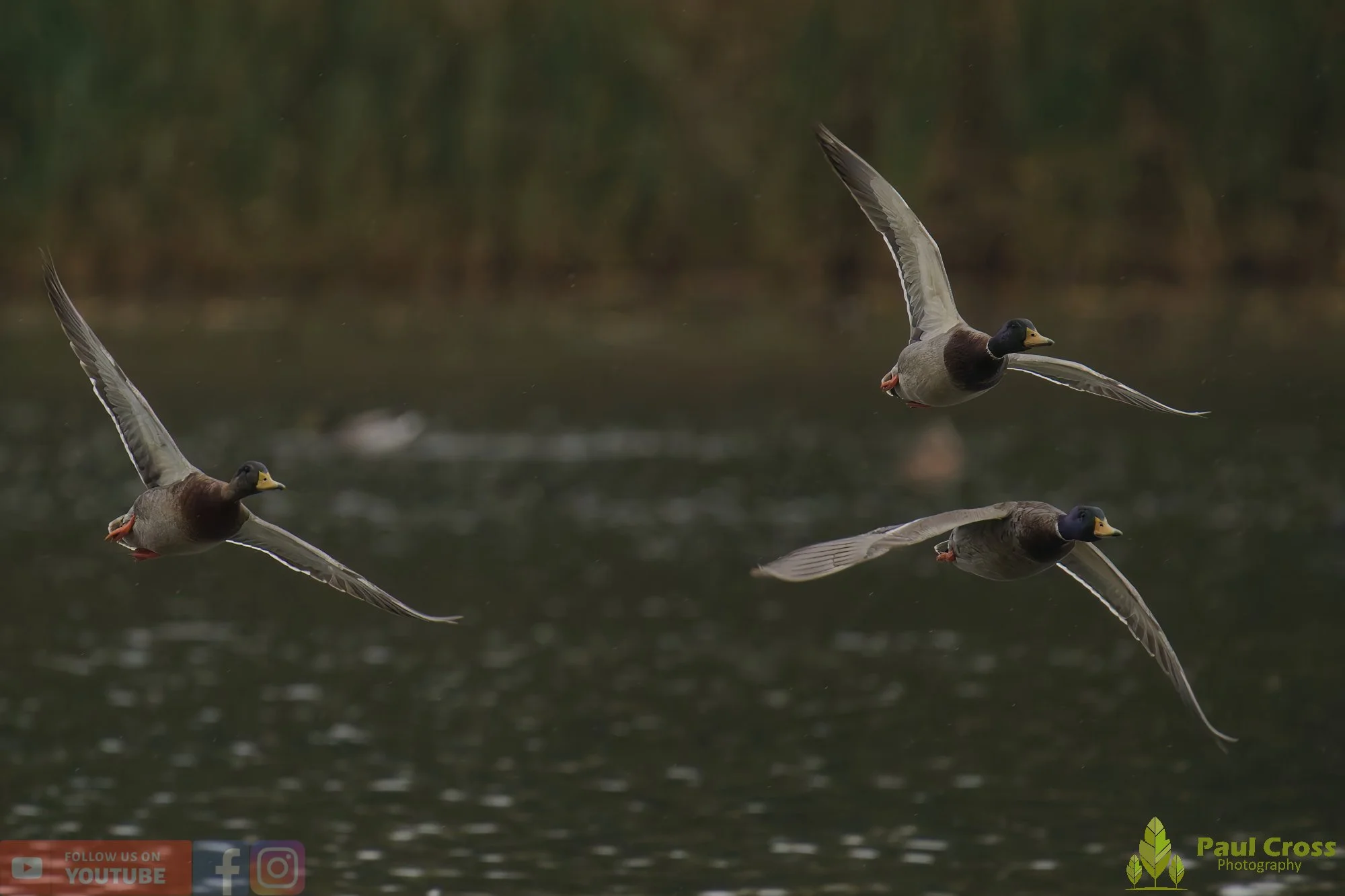 Mallard Duck-01133.jpg
