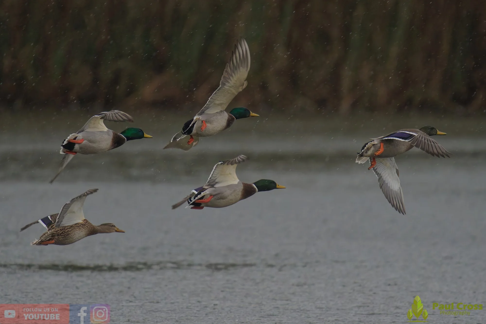 Mallard Duck-01134.jpg