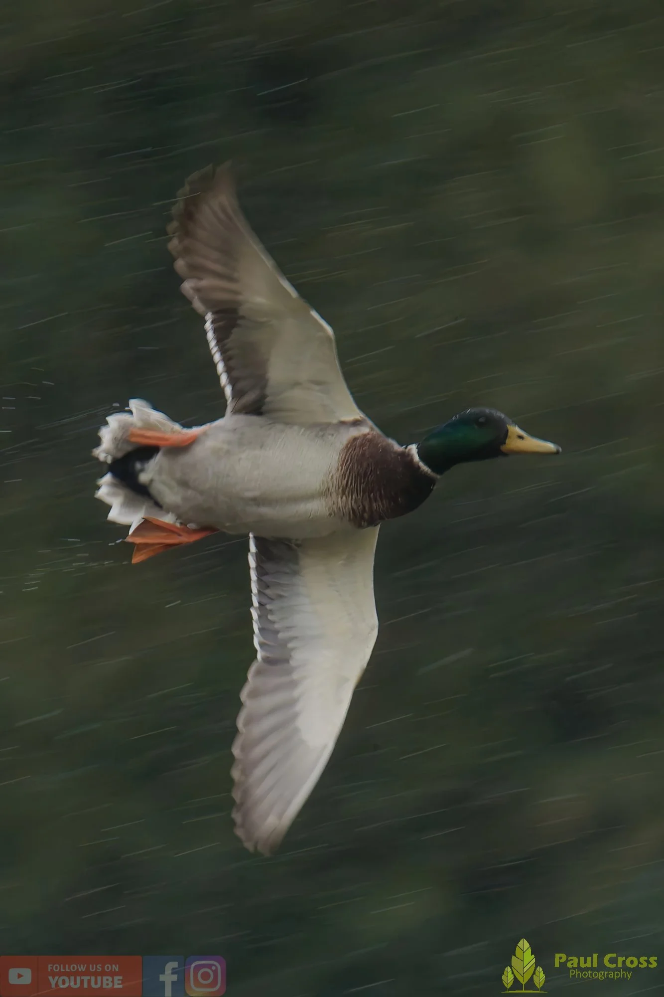Mallard Duck-01135.jpg