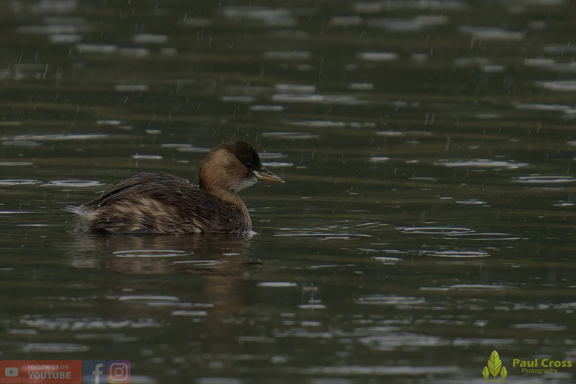 Little Grebe-00336.jpg
