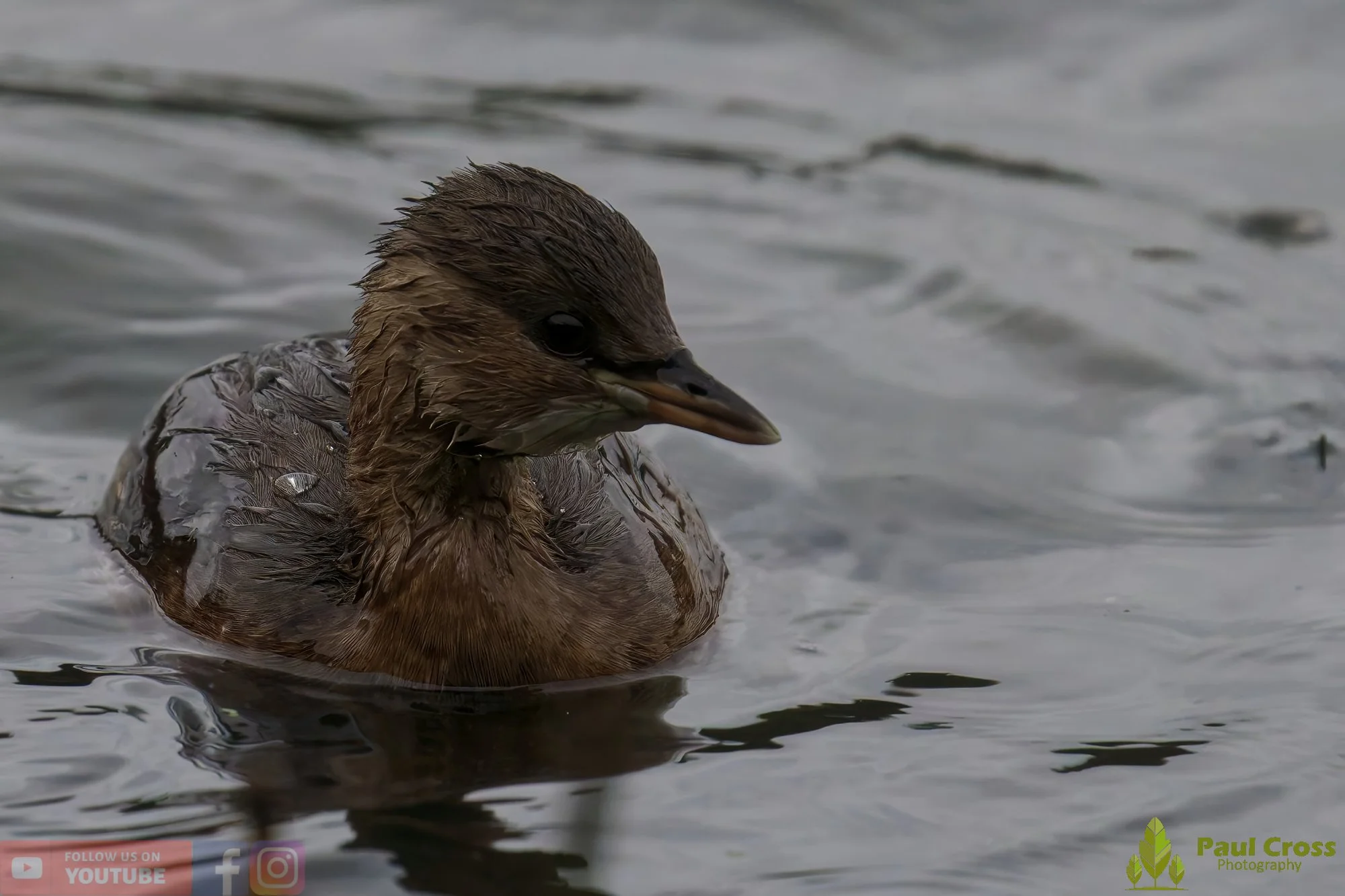 Little Grebe-00337.jpg