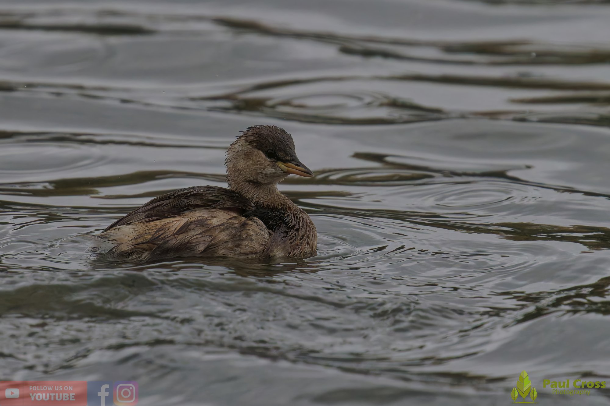 Little Grebe-00339.jpg