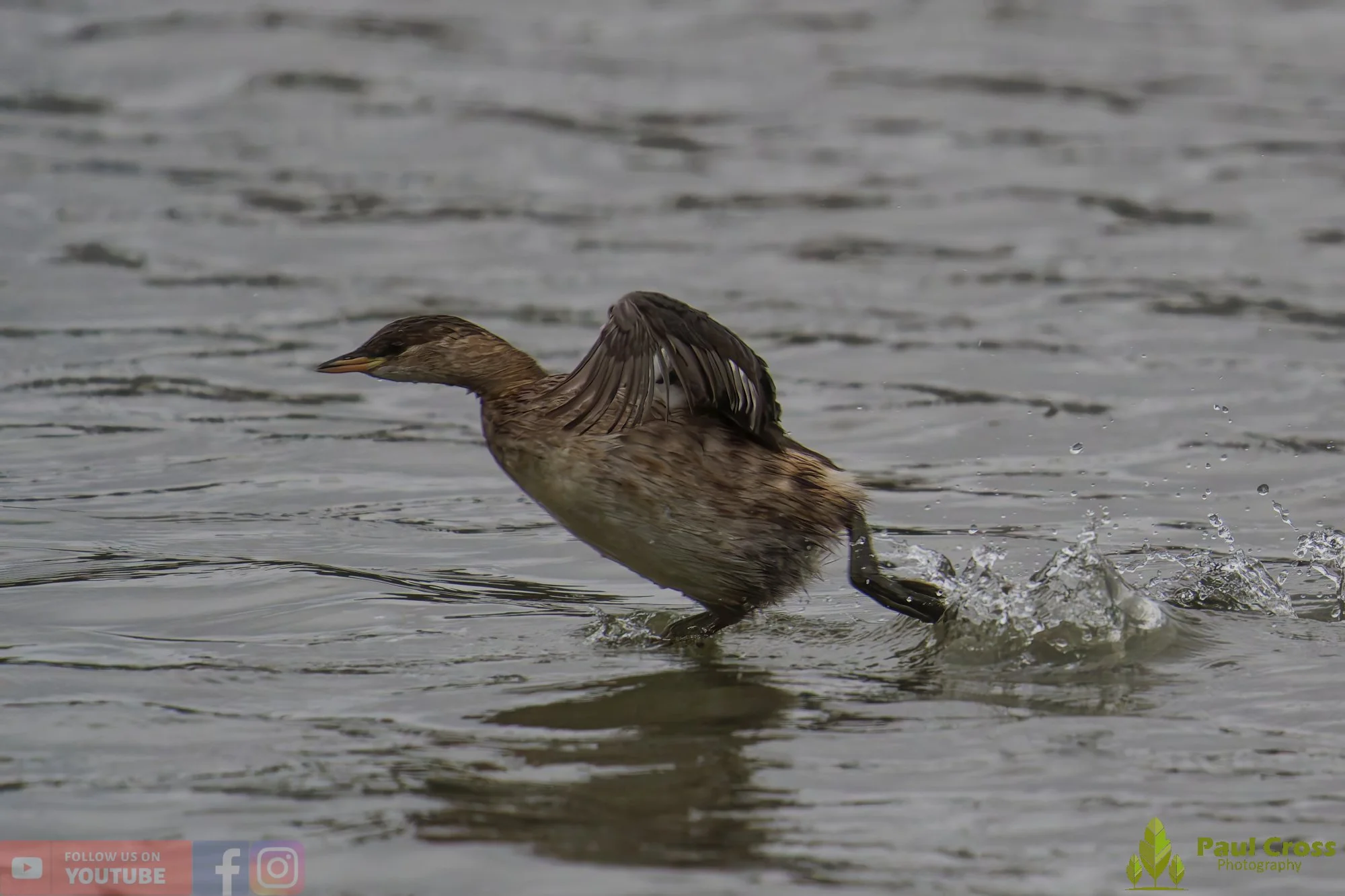 Little Grebe-00340.jpg