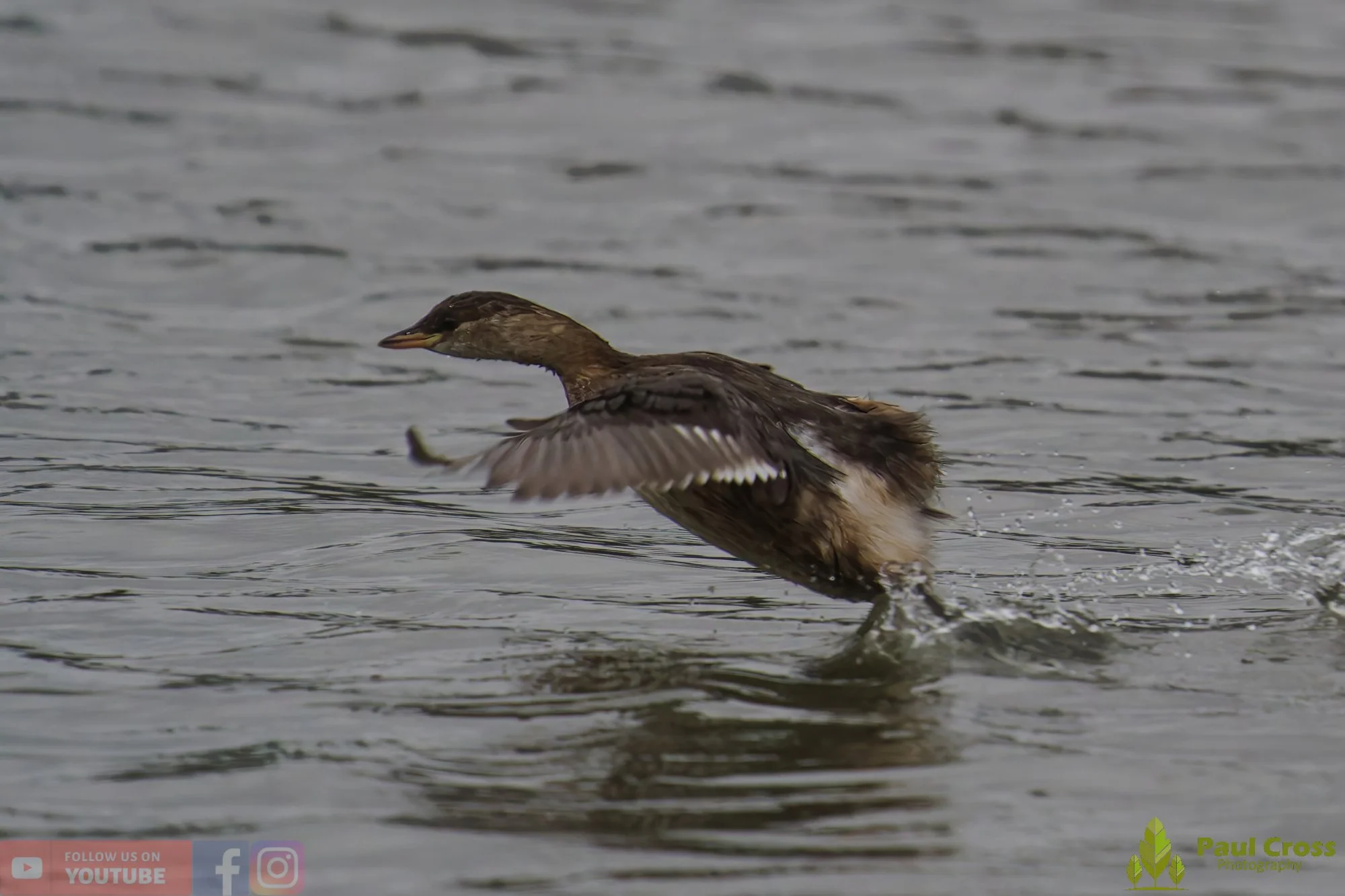 Little Grebe-00342.jpg