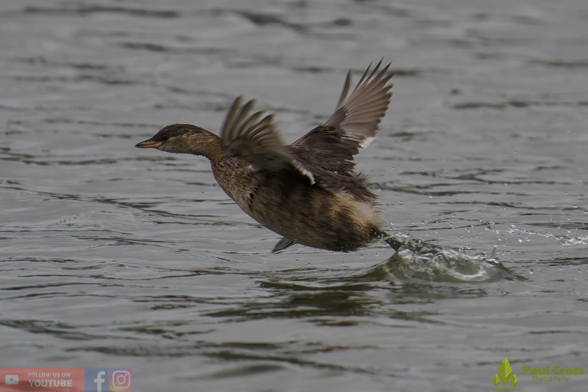 Little Grebe-00343.jpg