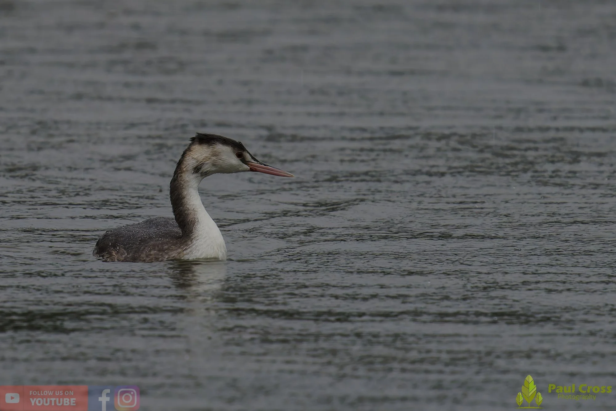 Great Crested Grebe-00998.jpg