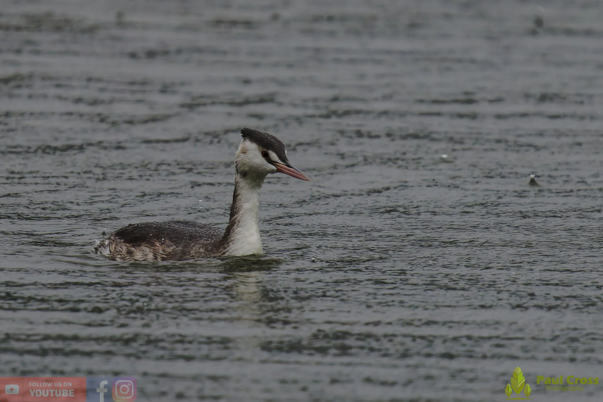 Great Crested Grebe-01000.jpg