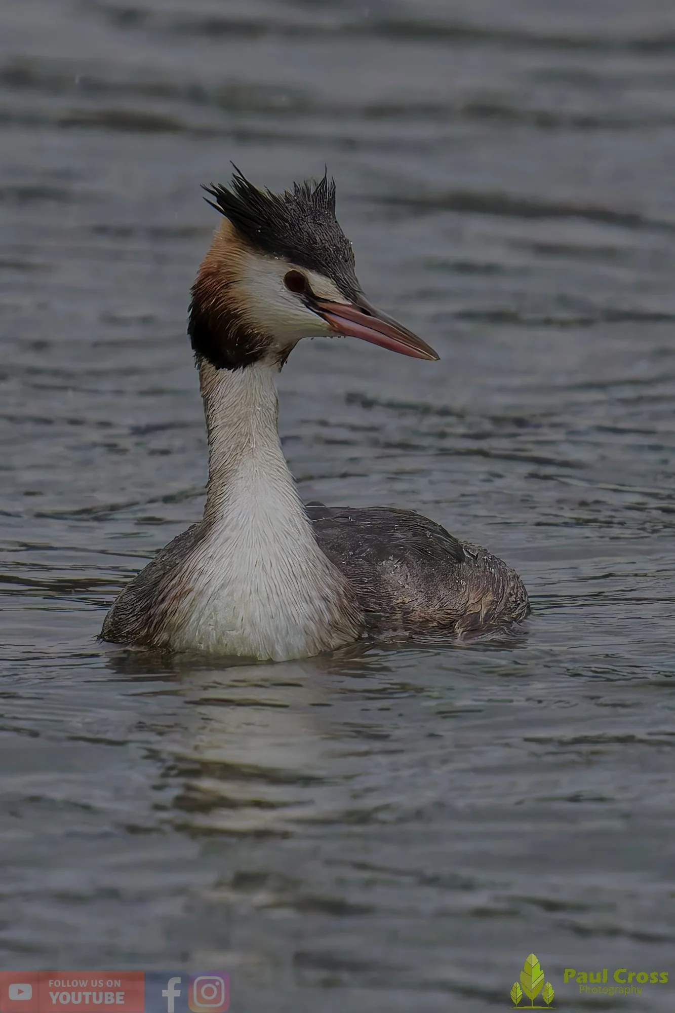 Great Crested Grebe-01001.jpg