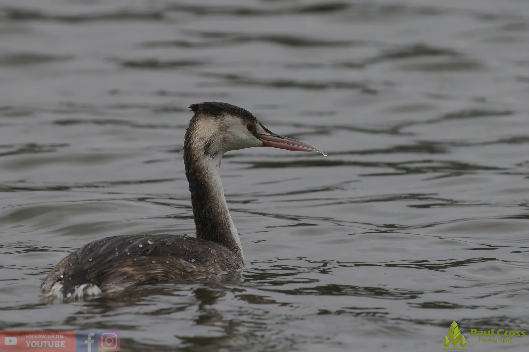 Great Crested Grebe-01003.jpg