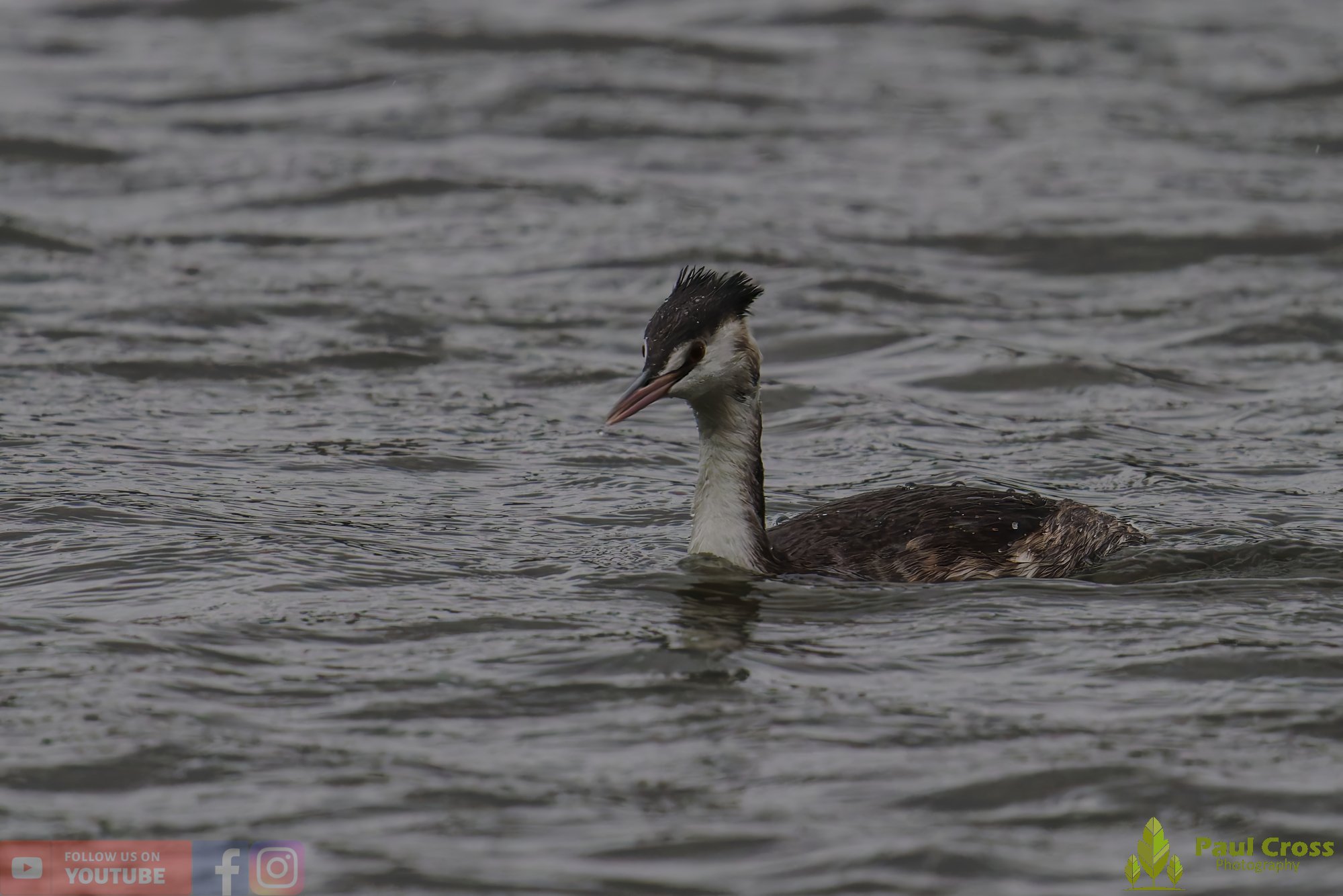 Great Crested Grebe-01004.jpg