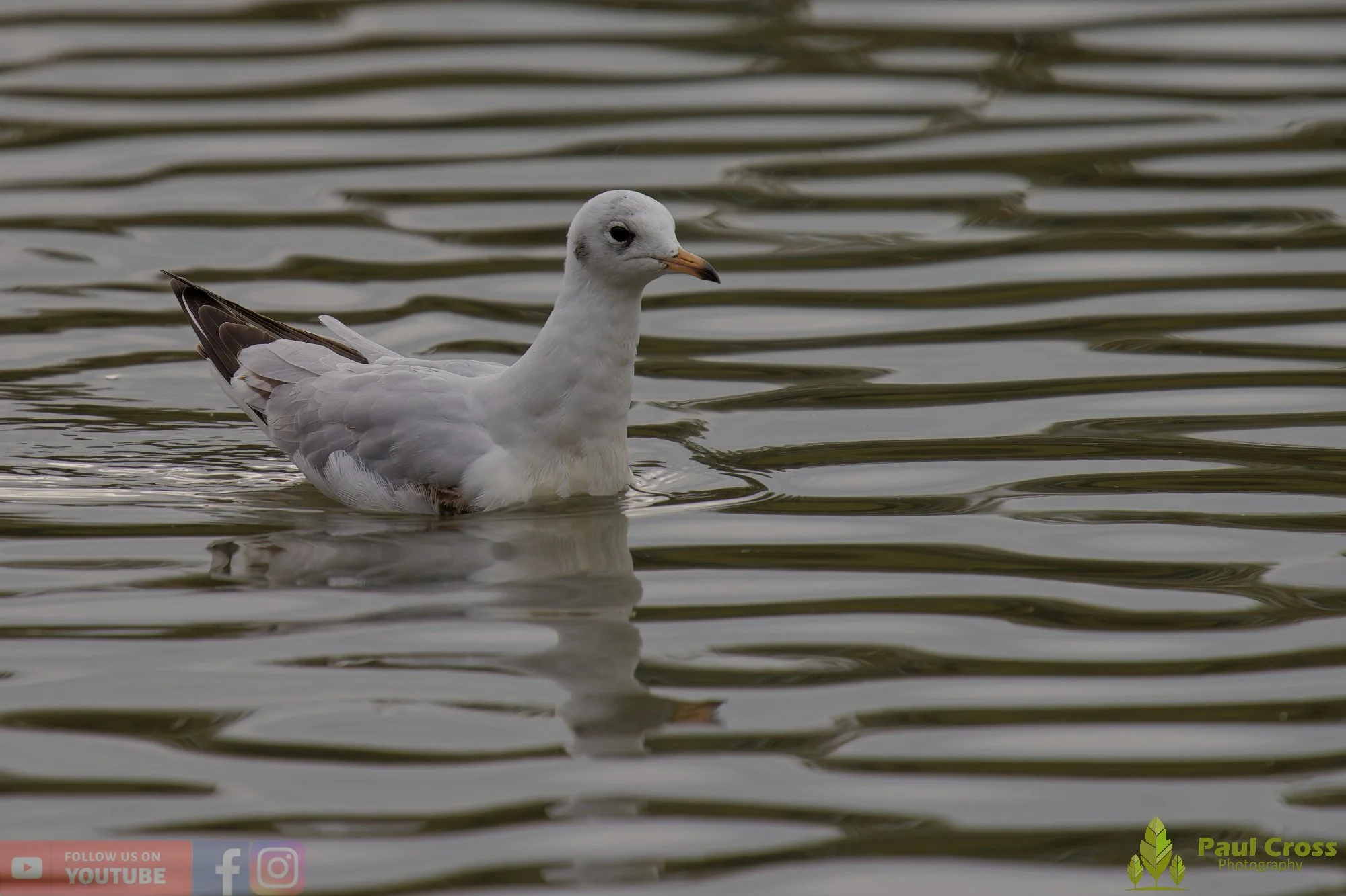 Black-Headed Gull-00641.jpg