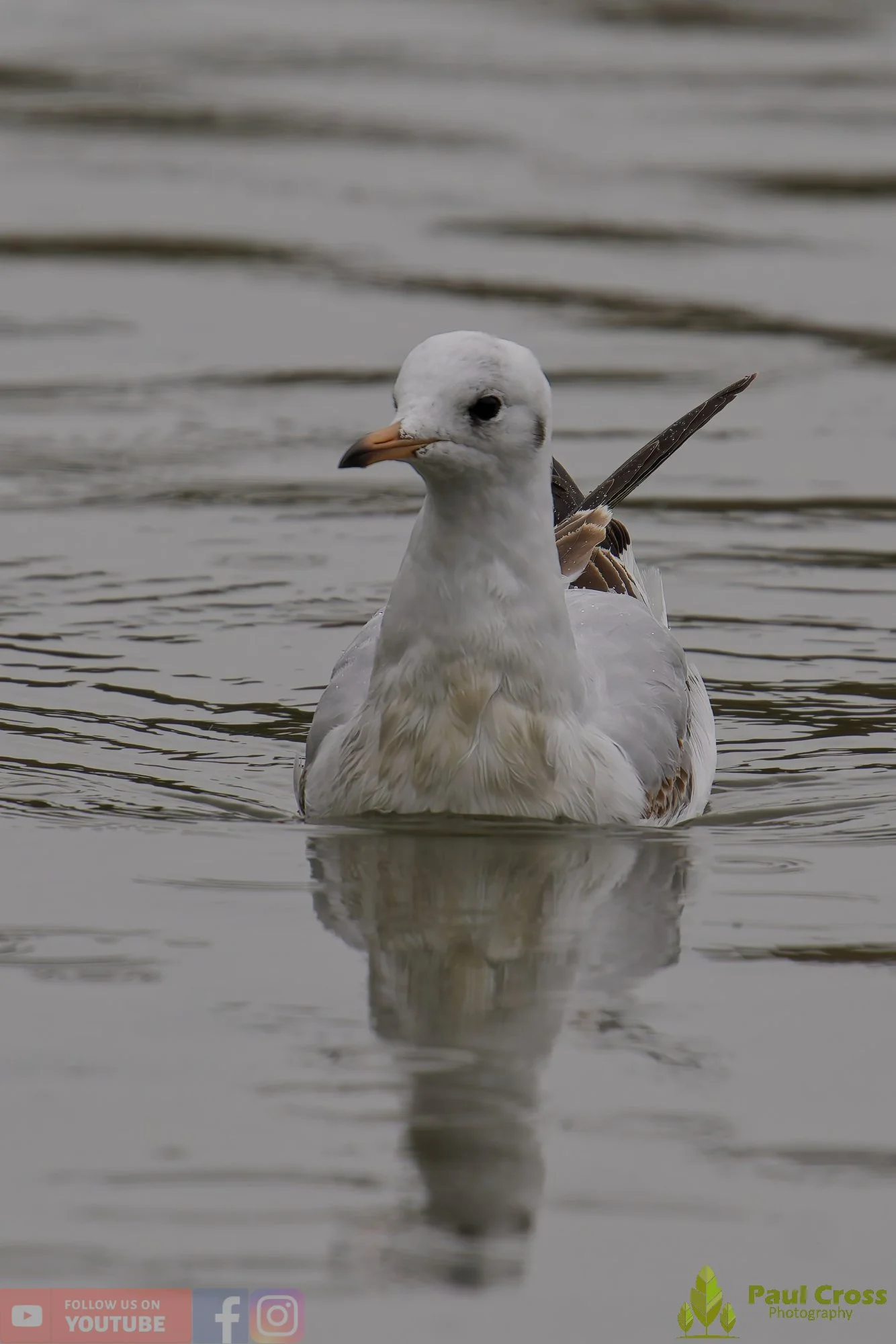 Black-Headed Gull-00642.jpg