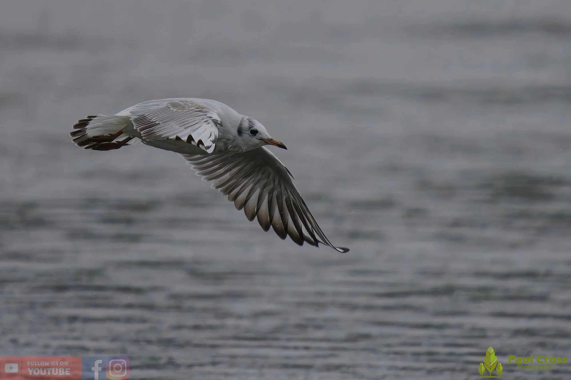 Black-Headed Gull-00643.jpg