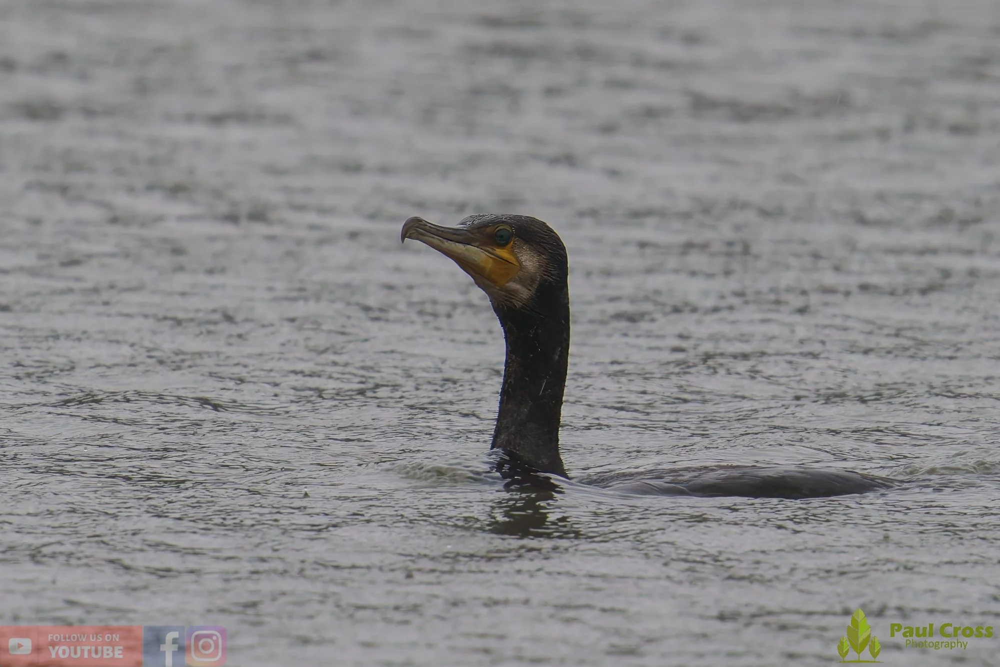 Cormorant-00347.jpg